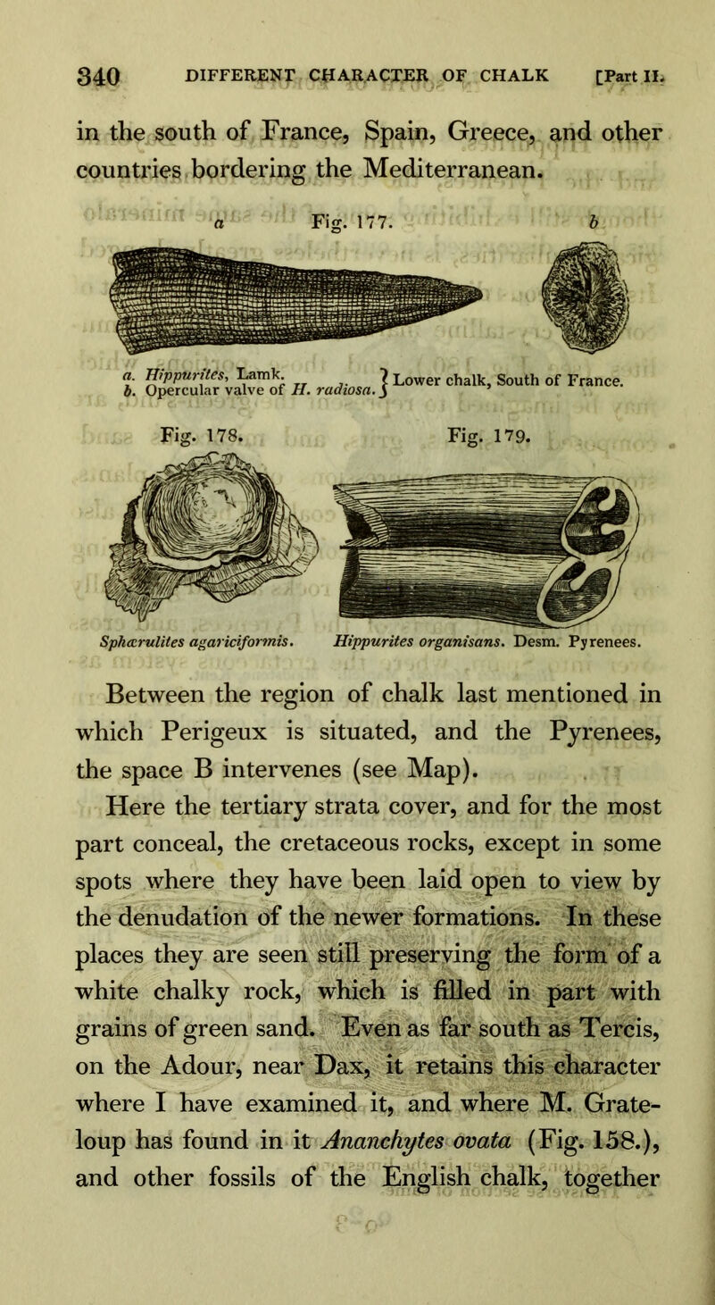 in the south of France, Spain, Greece, and other countries bordering the Mediterranean. a Fig. 177. b Fig. 178. Fig. 179. Spkccrulites agariciformis. Hippurites organisans. Desm. Pyrenees. Between the region of chalk last mentioned in which Perigeux is situated, and the Pyrenees, the space B intervenes (see Map). Here the tertiary strata cover, and for the most part conceal, the cretaceous rocks, except in some spots where they have been laid open to view by the denudation of the newer formations. In these places they are seen still preserving the form of a white chalky rock, which is filled in part with grains of green sand. Even as far south as Tercis, on the Adour, near Dax, it retains this character where I have examined it, and where M. Grate- loup has found in it Ananchytes ovata (Fig. 158.), and other fossils of the English chalk, together