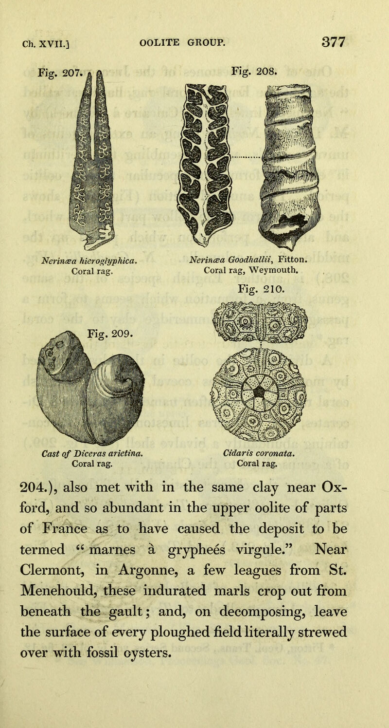 Nerincea hieroglyphica. Coral rag. Cast of Diceras arietina. Coral rag. Fig. 208. Nerincea Goodhallii, Fitton. Coral rag, Weymouth. Fig. 210. Cidaris coronata. Coral rag. 204.), also met with in the same clay near Ox- ford, and so abundant in the upper oolite of parts of France as to have caused the deposit to be termed c< marnes a gryphees virgule.” Near Clermont, in Argonne, a few leagues from St. Menehould, these indurated marls crop out from beneath the gault; and, on decomposing, leave the surface of every ploughed field literally strewed over with fossil oysters.