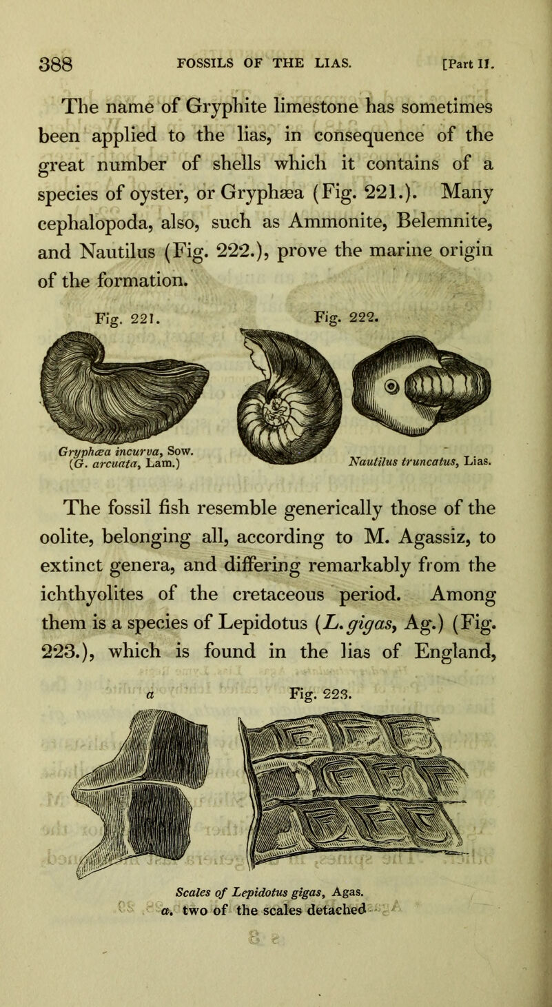 The name of Gryphite limestone has sometimes been applied to the lias, in consequence of the great number of shells which it contains of a species of oyster, or Gryphsea (Fig. 221.). Many cephalopoda, also, such as Ammonite, Belemnite, and Nautilus (Fig. 222.), prove the marine origin of the formation. The fossil fish resemble generically those of the oolite, belonging all, according to M. Agassiz, to extinct genera, and differing remarkably from the ichthyolites of the cretaceous period. Among them is a species of Lepidotus (L.gigas> Ag.) (Fig. 223.), which is found in the lias of England, a Fig. 223. Scales of Lepidotus gigas, Agas. a. two of the scales detached