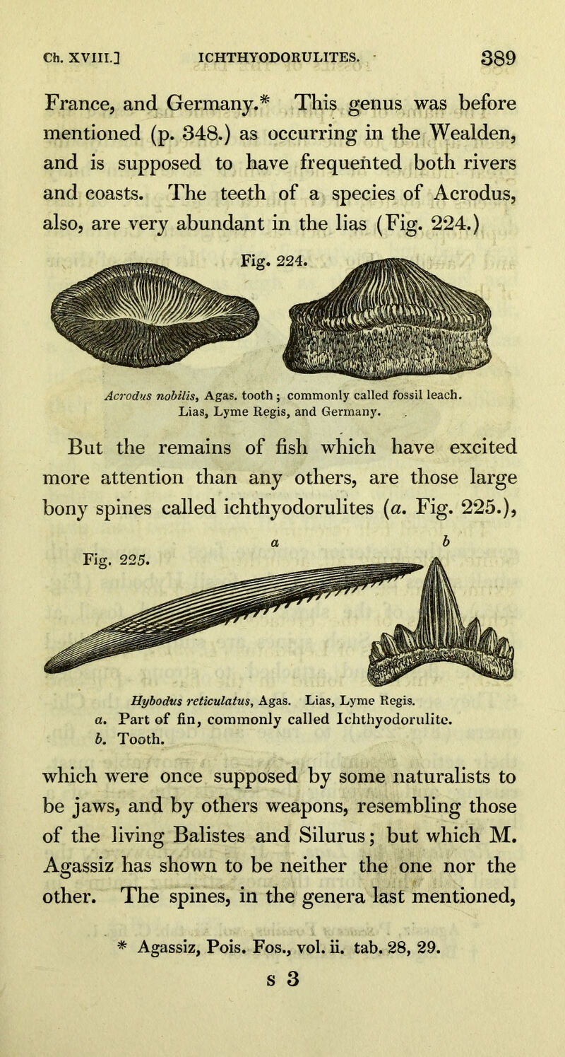 France, and Germany.* This genus was before mentioned (p. 348.) as occurring in the Weaiden, and is supposed to have frequented both rivers and coasts. The teeth of a species of Acrodus, also, are very abundant in the lias (Fig. 224.) Acrodus nobilis, Agas. tooth ; commonly called fossil leach. Lias, Lyme Regis, and Germany. But the remains of fish which have excited more attention than any others, are those large bony spines called ichthyodorulites (a. Fig. 225.), a b Hybodus reticulatus, Agas. Lias, Lyme Regis. a. Part of fin, commonly called Ichthyodorulite. b. Tooth. which were once supposed by some naturalists to be jaws, and by others weapons, resembling those of the living Balistes and Silurus; but which M. Agassiz has shown to be neither the one nor the other. The spines, in the genera last mentioned, * Agassiz, Pois. Fos., vol. ii. tab. 28, 29.