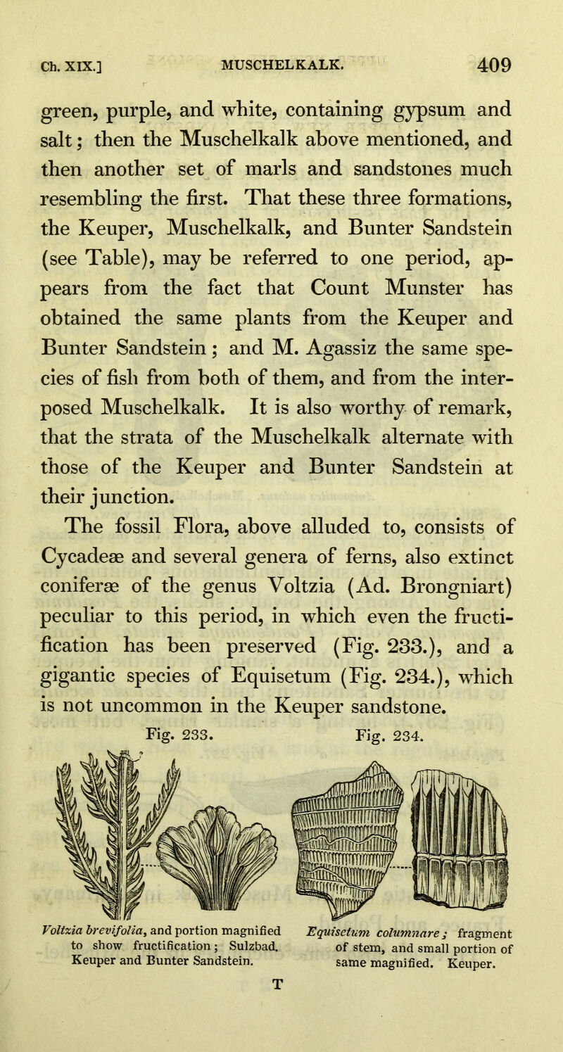 green, purple, and white, containing gypsum and salt; then the Muschelkalk above mentioned, and then another set of marls and sandstones much resembling the first. That these three formations, the Keuper, Muschelkalk, and Bunter Sandstein (see Table), may be referred to one period, ap- pears from the fact that Count Munster has obtained the same plants from the Keuper and Bunter Sandstein ; and M. Agassiz the same spe- cies of fish from both of them, and from the inter- posed Muschelkalk. It is also worthy of remark, that the strata of the Muschelkalk alternate with those of the Keuper and Bunter Sandstein at their junction. The fossil Flora, above alluded to, consists of Cycadese and several genera of ferns, also extinct coniferse of the genus Voltzia (Ad. Brongniart) peculiar to this period, in which even the fructi- fication has been preserved (Fig. 233.), and a gigantic species of Equisetum (Fig. 234.), which is not uncommon in the Keuper sandstone. Fig. 233. Fig. 234. Voltzia brevifolia, and portion magnified Equisetum columnare; fragment to show fructification ; Sulzbad. of stem, and small portion of Keuper and Bunter Sandstein. same magnified. Keuper. T