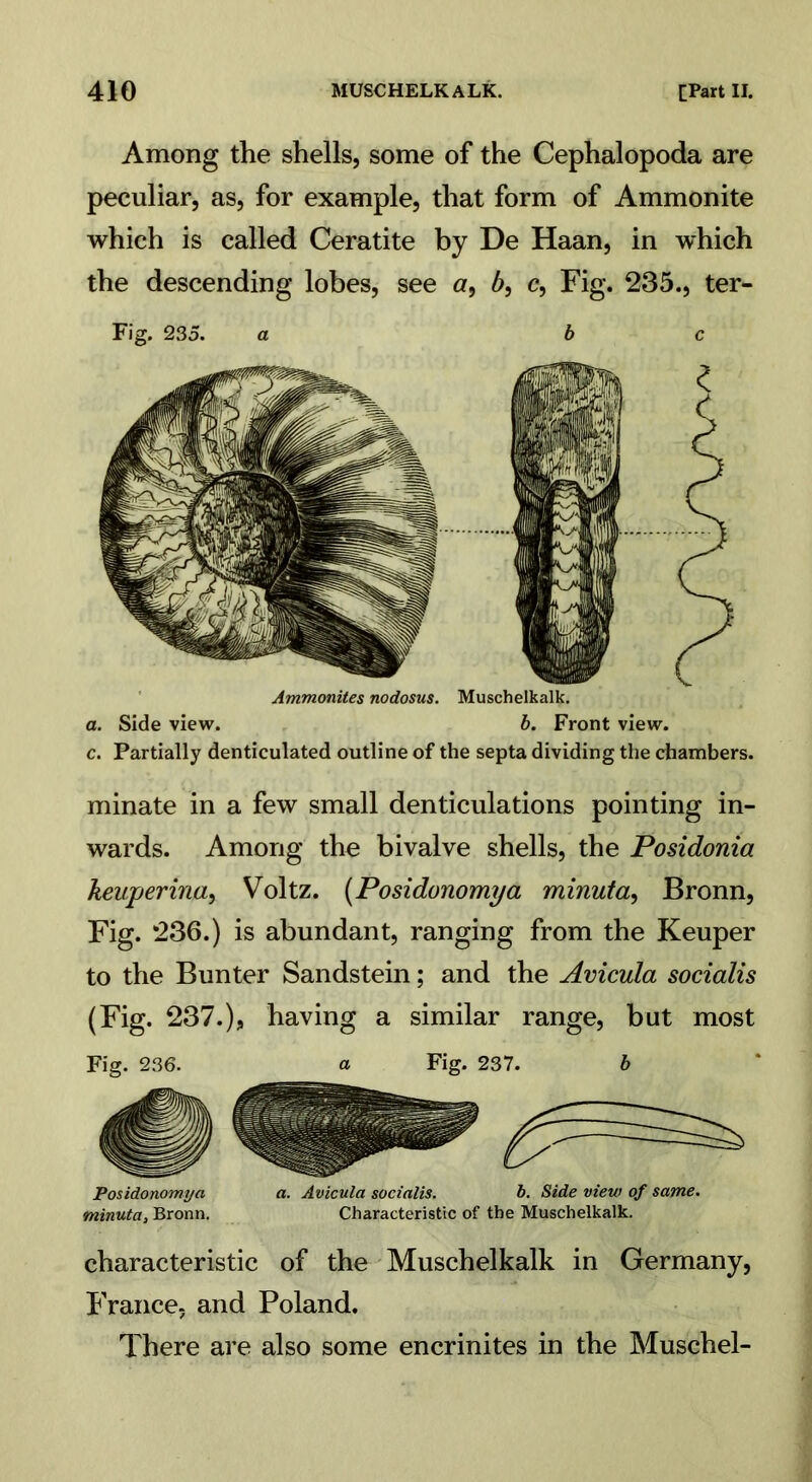 Among the shells, some of the Cephalopoda are peculiar, as, for example, that form of Ammonite which is called Ceratite by De Haan, in which the descending lobes, see a, b, c, Fig. 235., ter- Fig. 235. a be Ammonites nodosus. Muschelkalk. a. Side view. b. Front view, c. Partially denticulated outline of the septa dividing the chambers. minate in a few small denticulations pointing in- wards. Among the bivalve shells, the Posidonia keuperina, Voltz. (Posidonomya minuta, Bronn, Fig. 236.) is abundant, ranging from the Keuper to the Bunter Sandstein; and the Avicula socialis (Fig. 237.), having a similar range, but most Fig. 236. a Fig. 237. b Posidonomya a. Avicula socialis. b. Side view of same, minuta, Bronn. Characteristic of the Muschelkalk. characteristic of the Muschelkalk in Germany, France, and Poland. There are also some encrinites in the Muschel-