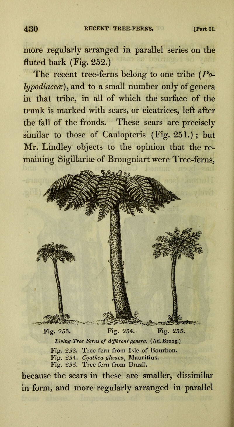 more regularly arranged ill parallel series on the fluted bark (Fig. 252.) The recent tree-ferns belong to one tribe (Po- lypodiacece), and to a small number only of genera in that tribe, in all of which the surface of the trunk is marked with scars, or cicatrices, left after the fall of the fronds. These scars are precisely similar to those of Caulopteris (Fig. 251.); but Mr. Lindley objects to the opinion that the re- maining Sigillariae of Brongniart were Tree-ferns, Living Tree Ferns of different genera. (Ad. Brong.) Fig. 253. Tree fern from Isle of Bourbon. Fig. 254. Cyathea glauca, Mauritius. Fig. 255. Tree fern from Brazil. because the scars in these are smaller, dissimilar in form, and more regularly arranged in parallel