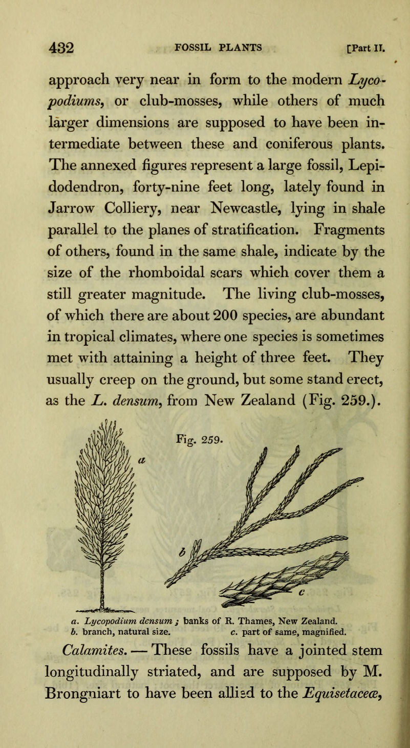 approach very near in form to the modern Lyco- podiums, or club-mosses, while others of much larger dimensions are supposed to have been in- termediate between these and coniferous plants. The annexed figures represent a large fossil, Lepi- dodendron, forty-nine feet long, lately found in Jarrow Colliery, near Newcastle, lying in shale parallel to the planes of stratification. Fragments of others, found in the same shale, indicate by the size of the rhomboidal scars which cover them a still greater magnitude. The living club-mosses, of which there are about 200 species, are abundant in tropical climates, where one species is sometimes met with attaining a height of three feet. They usually creep on the ground, but some stand erect, as the L. densum, from New Zealand (Fig. 259.). a. Lycopodium densum ; banks of R. Thames, New Zealand. b. branch, natural size. c. part of same, magnified. Calamites. — These fossils have a jointed stem longitudinally striated, and are supposed by M. Brongniart to have been allisd to the Equisetaceoe,