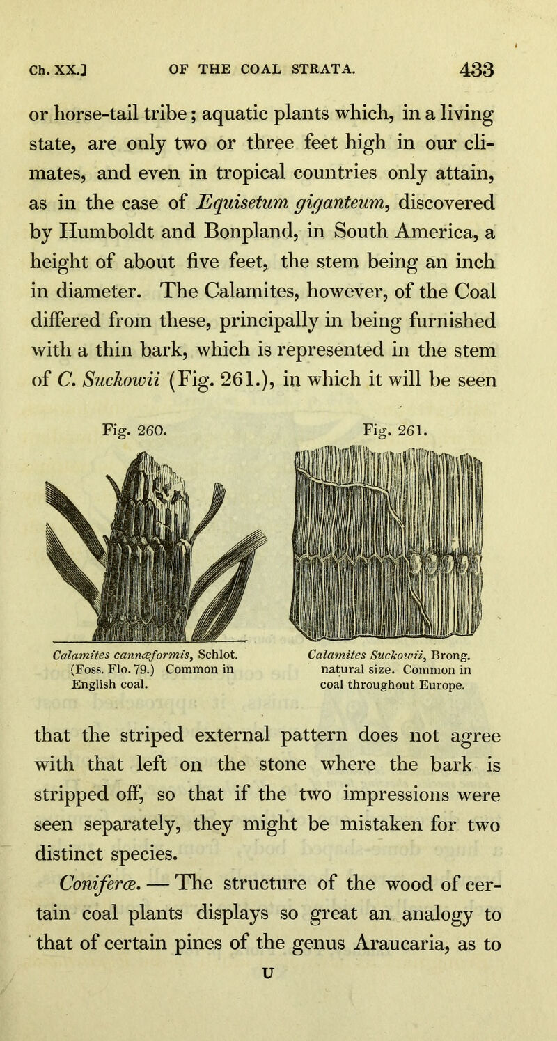 or horse-tail tribe; aquatic plants which, in a living state, are only two or three feet high in our cli- mates, and even in tropical countries only attain, as in the case of Equisetum giganteum, discovered by Humboldt and Bonpland, in South America, a height of about five feet, the stem being an inch in diameter. The Calamites, however, of the Coal differed from these, principally in being furnished with a thin bark, which is represented in the stem of C, Suckowii (Fig. 261.), in which it will be seen Fig. 260. Fig. 261. that the striped external pattern does not agree with that left on the stone where the bark is stripped off, so that if the two impressions were seen separately, they might be mistaken for two distinct species. Coniferce. — The structure of the wood of cer- tain coal plants displays so great an analogy to that of certain pines of the genus Araucaria, as to Calamites camncejormis, Schlot. (Foss. Flo. 79.) Common in English coal. Calamites Suckowii, Brong. natural size. Common in coal throughout Europe. U