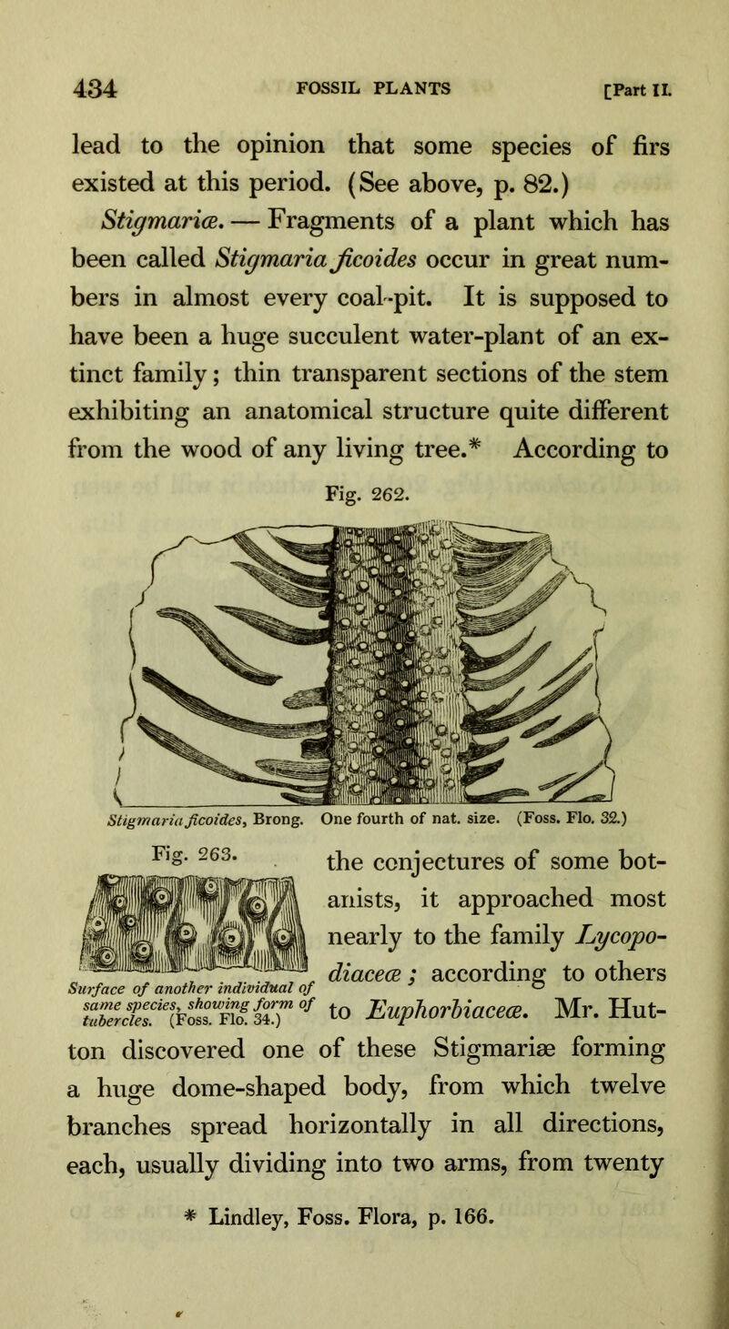 lead to the opinion that some species of firs existed at this period. (See above, p. 82.) Stigmarice. — Fragments of a plant which has been called Stigmaria jicoides occur in great num- bers in almost every coal-pit. It is supposed to have been a huge succulent water-plant of an ex- tinct family; thin transparent sections of the stem exhibiting an anatomical structure quite different from the wood of any living tree.* According to Fig. 262. Stigmaria Jicoides, Brong. One fourth of nat. size. (Foss. Flo. 32.) Fig. 263. the conjectures of some bot- anists, it approached most nearly to the family Lycopo- r diacece ; according to others Surface of another individual of 0 luZerdeT%tstui\i.°f to Euphorbiacece. Mr. Hut- ton discovered one of these Stigmariae forming a huge dome-shaped body, from which twelve branches spread horizontally in all directions, each, usually dividing into two arms, from twenty