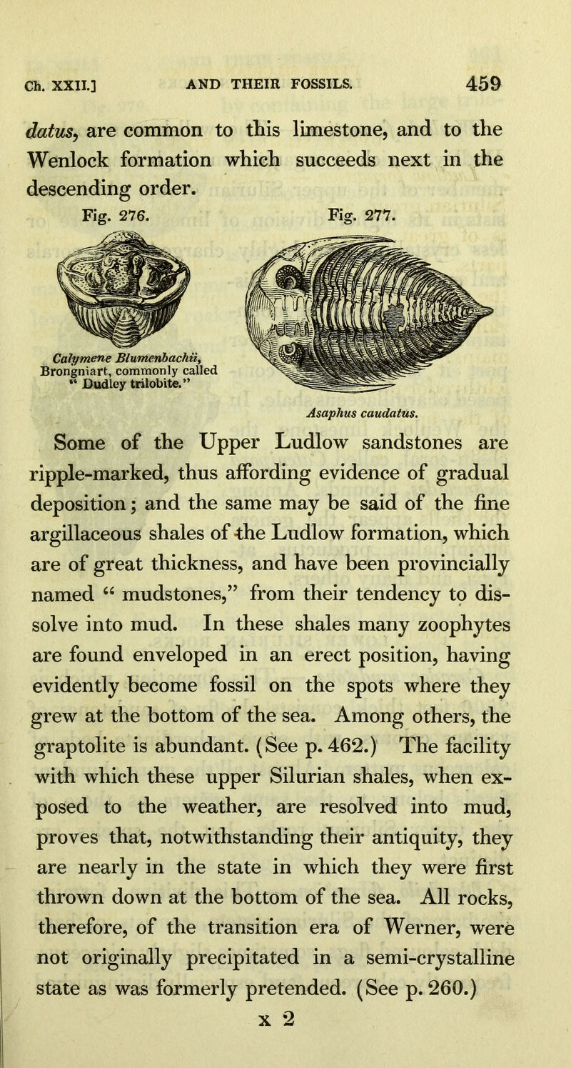 flatus, are common to this limestone, and to the Wenlock formation which succeeds next in the Some of the Upper Ludlow sandstones are ripple-marked, thus affording evidence of gradual deposition; and the same may be said of the fine argillaceous shales of -the Ludlow formation, which are of great thickness, and have been provincially named “ mudstones,” from their tendency to dis- solve into mud. In these shales many zoophytes are found enveloped in an erect position, having evidently become fossil on the spots where they grew at the bottom of the sea. Among others, the graptolite is abundant. (See p.462.) The facility with which these upper Silurian shales, when ex- posed to the weather, are resolved into mud, proves that, notwithstanding their antiquity, they are nearly in the state in which they were first thrown down at the bottom of the sea. All rocks, therefore, of the transition era of Werner, were not originally precipitated in a semi-crystalline state as was formerly pretended. (See p. 260.) descending order. Fig. 276. Calymene Blumenbachii, Brongniart, commonly called “ Dudley trilobite.” Asaphus caudatus.