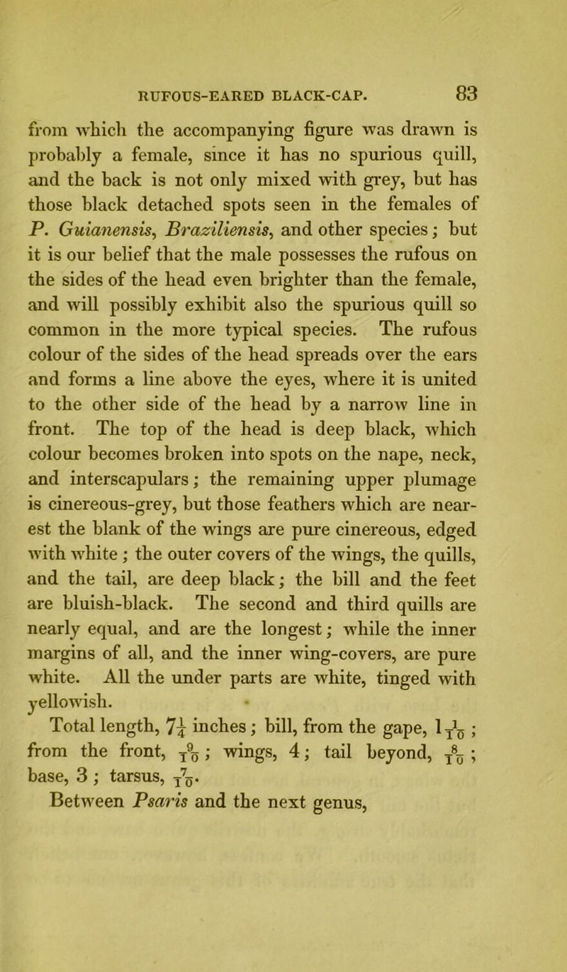 from which the accompanying figure was drawn is prohal)ly a female, since it has no spurious quill, and the hack is not only mixed with gi'ey, but has those black detached spots seen in the females of P. Guianensis, Braziliensis, and other species; but it is our belief that the male possesses the rufous on the sides of the head even brighter than the female, and will possibly exhibit also the spurious quill so common in the more typical species. The rufous colour of the sides of the head spreads over the ears and forms a line above the eyes, where it is united to the other side of the head by a narrow line in front. The top of the head is deep black, which colour becomes broken into spots on the nape, neck, and interscapulars; the remaining upper plumage is cinereous-grey, but those feathers which are near- est the blank of the wings are pure cinei’eous, edged with white ; the outer covers of the wings, the quills, and the tail, are deep black; the bill and the feet are bluish-black. The second and third quills are nearly equal, and are the longest; while the inner margins of all, and the inner wing-covers, are pure white. All the under parts are white, tinged with yellowish. Total length, 7^ inches; hill, from the gape, 1 ; from the front, ; wings, 4; tail beyond, y®g ; base, 3 ; tarsus, /g. Between Psaris and the next genus.