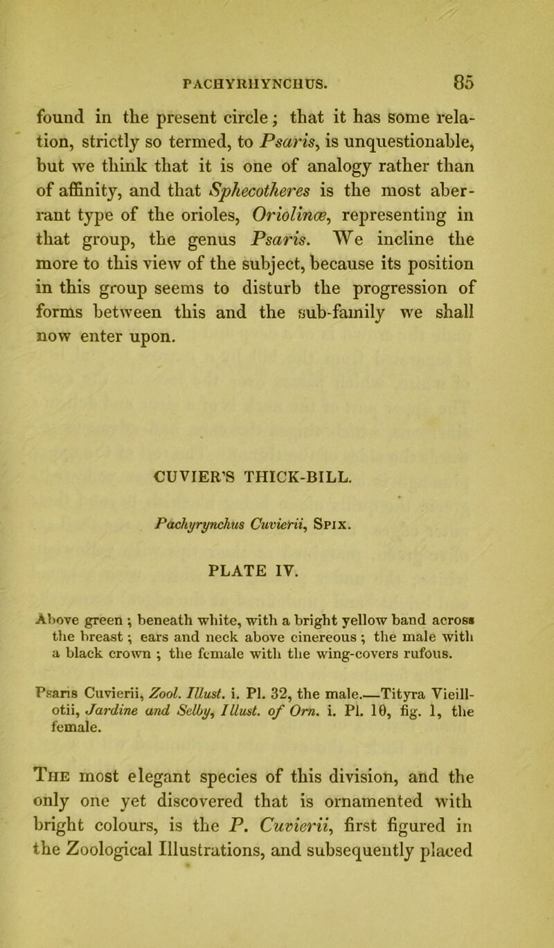 found in the present circle; that it has some rela- tion, strictly so termed, to Psaris, is unquestionable, but we think that it is one of analogy rather than of affinity, and that Sphecotheres is the most aber- rant type of the orioles, Oriolince, representing in that gi'oup, the genus Psaris. We incline the more to this view of the subject, because its position in this group seems to disturb the progression of forms between this and the sub-family we shall now enter upon. CUVIER’S THICK-BILL. Pachjrynehus Cuvierii, Spix. PLATE IV. Above green ; beneath white, with a bright yellow band across the breast; ears and neck above cinereous ; the male with a black crown ; the female with the wing-covers rufous. P.sans Cuvierii, Zool. Illust. i. PI. 32, the male.—Tityra Vieill- otii, Jardine and Selby, Illust. of Om. i. PI. 10, fig. 1, the female. The most elegant species of this division, and the only one yet discovered that is ornamented with bright colours, is the P. Cuvierii, first figured in the Zoological Illustrations, and subsequently placed