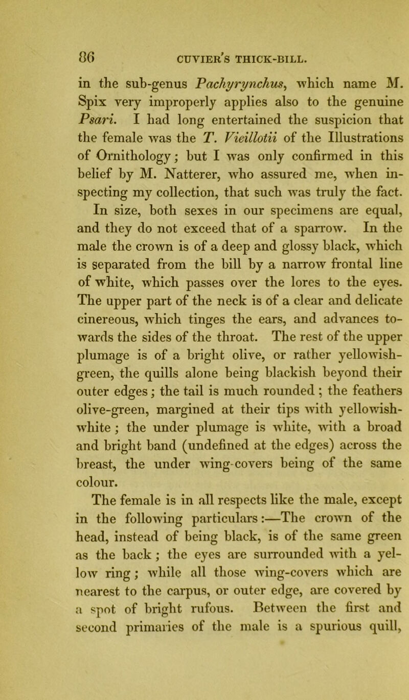 06 in the sub-genus Pachyrynchus, which name M. Spix very improperly applies also to the genuine Psari. I had long entertained the suspicion that the female was the T. Vieillotii of the Illustrations of Ornithology; but I was only confirmed in this belief by M. Natterer, who assured me, when in- specting my collection, that such w’as truly the fact. In size, both sexes in our specimens are equal, and they do not exceed that of a sparrow. In the male the crown is of a deep and glossy black, which is separated from the bill by a narrow frontal line of white, which passes over the lores to the eyes. The upper part of the neck is of a clear and delicate cinereous, which tinges the ears, and advances to- wards the sides of the throat. The rest of the upper plumage is of a bright olive, or rather yellowish- green, the quills alone being blackish beyond their outer edges; the tail is much rounded ; the feathers olive-green, margined at their tips with yellowish- white ; the under plumage is white, wdth a broad and bright band (undefined at the edges) across the breast, the under wing-covers being of the same colour. The female is in all respects like the male, except in the following particulars:—The crown of the head, instead of being black, is of the same green as the back; the eyes are surrounded wdth a yel- low ring; while all those wing-covers which are nearest to the carpus, or outer edge, are covered by a spot of bright rufous. Between the first and second primaries of the male is a spurious quill.
