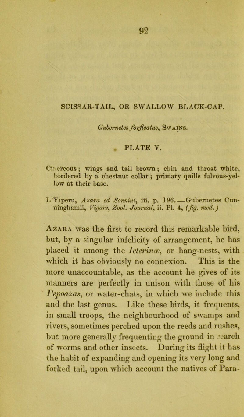 SCISSAR-TAIL, OR SWALLOW BLACK-CAP. Gvbemetes forficatus, Swains. . PLATE V. Cinereous; wings and tail brown; cbin and throat white, bordered by a chestnut collar; primary quills fulvous-yel- low at their base. L'Yiperu, Azara ed Sonnini, iii. p. 196 Gubenietes Cun- ninghamii, Vu/ors, Zool. Journal, ii. PI. 4, (fy. med.) Azara was the first to record this remarkable bird, but, by a singular infelicity of arrangement, he has placed it among the Iclerinae, or hang-nests, with which it has obviously no connexion. This is the more unaccountable, as the account he gives of its manners are perfectly in unison with those of his Pepoazas, or Avater-chats, in Avhich Ave include this and the last genus. Like these birds, it frequents, in small troops, the neighhourhood of sAvamps and rivers, sometimes perched upon the reeds and rushes, but more generally frequenting the ground in \'arch of Avorms and other insects. During its flight it has the habit of expanding and opening its A'ery long and forked tail, upon which account the natives of Para-