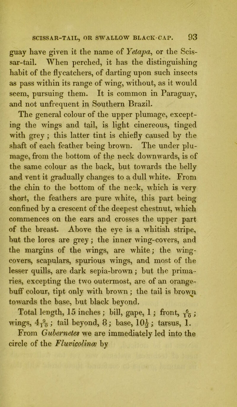 guay have given it the name of Yetapa^ or the Scis- sar-tail. When perched, it has the distinguishing habit of the flycatchers, of darting upon such insects as pass within its range of wing, without, as it would seem, pursuing them. It is common in Paraguay, and not unfrequent in Southern Brazil. The general colour of the upper plumage, except- ing the wings and tail, is light cinereous, tinged with grey ; this latter tint is chiefly caused by the shaft of each feather being broAvn. The under plu- mage, from the bottom of the neck downwards, is of the same colour as the back, but towards the belly and vent it gradually changes to a dull white. From the chin to the bottom of the neck, w'hich is very short, the feathers are pure white, this part being confined by a crescent of the deepest chestnut, which commences on the ears and crosses the upper part of the breast. Above the eye is a whitish stripe, but the lores are grey; the inner wing-covers, and the margins of the wings, are white; the Aving- covers, scapulars, spurious wings, and most of the lesser quills, are dark sepia-broAvn; but the prima- ries, excepting the two outermost, are of an orange- buff colour, tipt only with broAAn; the tail is browui towards the base, but black beyond. Total length, 15 inches ; bill, gape, 1; front, /g ; wings, ; tail beyond, 8; base, lOJ; tarsus, 1. From Gubernetes we are immediately led into the circle of the Fluvicolinoe by