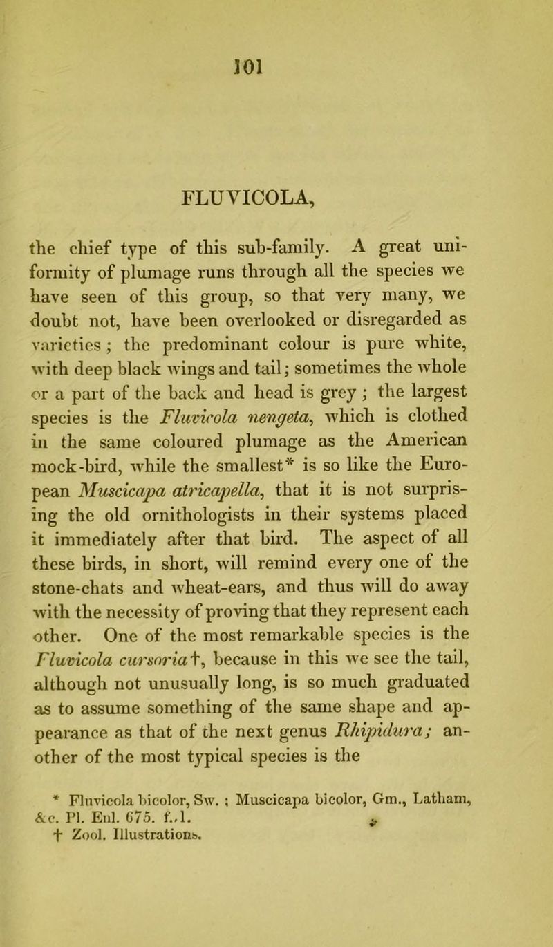 FLUVICOLA, the chief type of this suh-family. A great uni- formity of plumage runs through all the species we have seen of this group, so that very many, we doubt not, have been overlooked or disregarded as varieties ; the predominant colour is pure white, with deep black wings and tail; sometimes the whole or a part of the back and head is grey ; the largest species is the Fluvicola nengeta, which is clothed in the same coloured plumage as the American mock-bird, while the smallest* is so like the Euro- pean Muscicapa atricapella, that it is not surpris- ing the old ornithologists in their systems placed it immediately after that bird. The aspect of all these birds, in short, will remind every one of the stone-chats and wheat-ears, and thus will do away with the necessity of proving that they represent each other. One of the most remarkable species is the Fluvicola cursoria\^ because in this we see the tail, although not unusually long, is so much graduated as to assume something of the same shape and ap- pearance as that of the next genus Rhipidura; an- other of the most typical species is the * Fluvicola bicolor, Sw. ; Muscicapa bicolor, Gm., Latham, &c. I’l. Eul. 675. f.,1. ^ + Zool. Illustrations.
