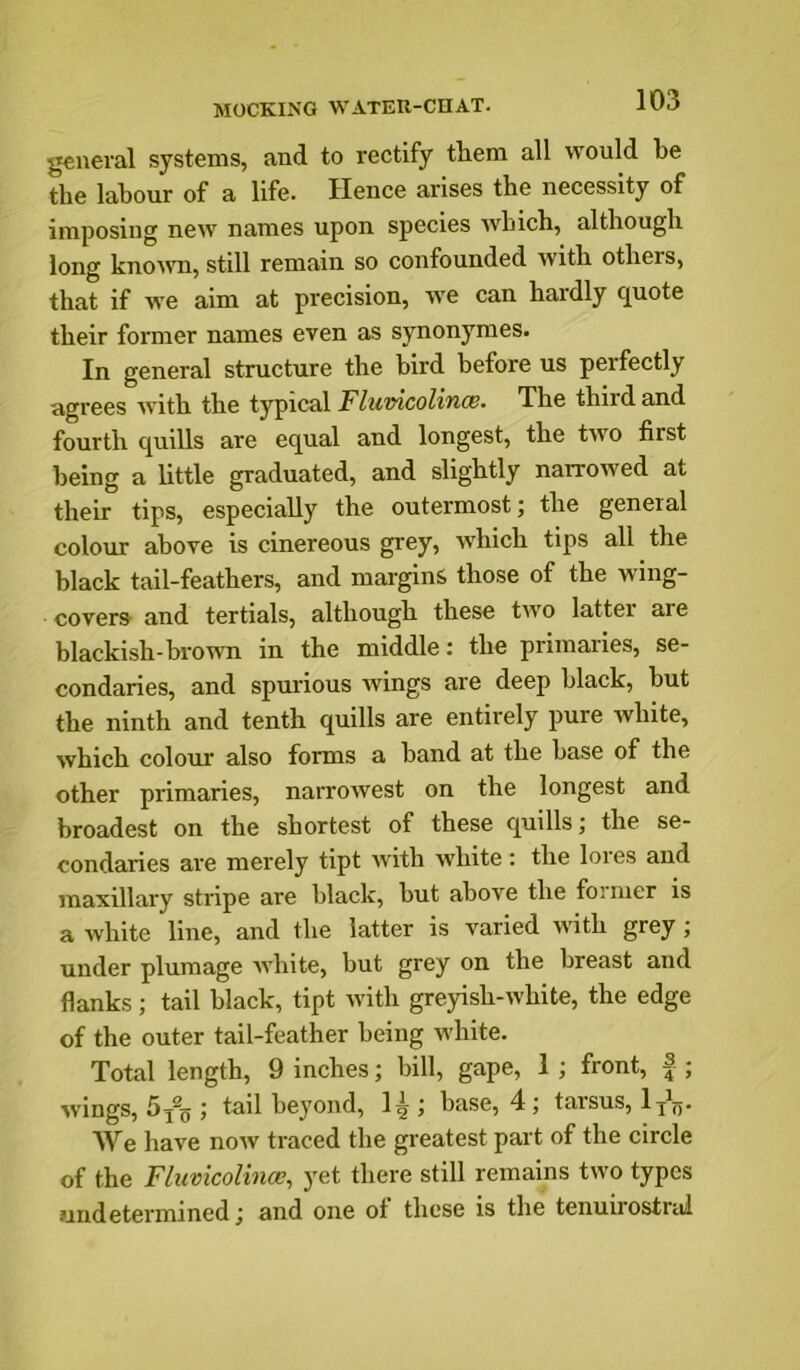 MOCKING WATEU-CnAT. general systems, and to rectify them all would be the labour of a life. Hence arises the necessity of imposing new names upon species which, although long knoAvn, still remain so confounded with others, that if we aim at precision, we can hardly quote their former names even as synonymes. In general structure the bird before us perfectly agrees with the typical Tlumcolinm. The third and fourth quills are equal and longest, the two first being a little graduated, and slightly narrowed at their tips, especially the outermost; the general colour above is cinereous grey, which tips all the black tail-feathers, and margins those of the wing- covers and tertials, although these two latter are blackish-brown in the middle: the primaries, se- condaries, and spurious wings are deep black, hut the ninth and tenth quills are entirely pure white, which colour also forms a hand at the base of the other primaries, narrowest on the longest and broadest on the shortest of these quills; the se- condaries are merely tipt with white: the lores and maxillary stripe are black, but above the foimer is a white line, and the latter is varied with grey; under plumage white, but grey on the breast and flanks; tail black, tipt with greyish-white, the edge of the outer tail-feather being white. Total length, 9 inches; bill, gape, 1 ; front, f ; wings, 5y®o ; tail beyond, 1^ ; base, 4 ; tarsus, We have now traced the greatest part of the circle of the Fluvicolince^ j^et there still remains two types undetermined; and one ot these is the tenuirostral