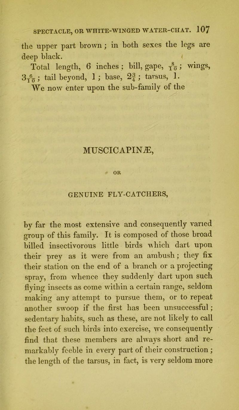 the upper part brown; in both sexes the legs are deep black. ' Total length, 6 inches; bill, gape, ; wings, 3 j*\j; tail beyond, 1 ; base, 2|; tarsus, 1. We now enter upon the sub-family of the MUSCICAPIN^, OR GENUINE FLY-CATCHERS, by far the most extensive and consequently varied group of this family. It is composed of those broad billed insectivorous little birds uhich dart upon their prey as it were from an ambush; they fix their station on the end of a branch or a projecting spray, from whence they suddenly dart upon such flying insects as come within a certain range, seldom making any attempt to pursue them, or to repeat another swoop if the first has been unsuccessful; sedentary habits, such as these, are not likely to call the feet of such birds into exercise, we consequently find that these members are always sliort and re- markably feeble in every part of their construction; the length of the tarsus, in fact, is very seldom more
