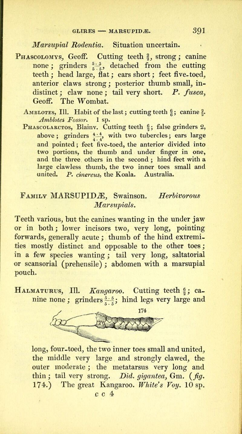 Marsupial Rodentia. Situation uncertain. Phascolomys, Geoff. Cutting teeth f, strong; canine none; grinders \—5, detached from the cutting teeth ; head large, flat; ears short; feet five-toed, anterior claws strong; posterior thumb small, in- distinct ; claw none; tail very short. P. fusca, Geoff. The Wombat. Amblotes, 111. Habit of the last; cutting teeth §; canine §. Amblotes Fossor. 1 sp. Phascolarctos, Blainv. Cutting teeth |; false grinders 2, above; grinders AA, with two tubercles; ears large and pointed; feet five-toed, the anterior divided into two portions, the thumb and under finger in one, and the three others in the second ; hind feet with a large ciawless thumb, the two inner toes small and united. P. cmereus, the Koala. Australia. Family MARSUPIDiE, Swainson. Herbivorous Marsupials. Teeth various, but the canines wanting in the under jaw or in both; lower incisors two, very long, pointing forwards, generally acute; thumb of the hind extremi- ties mostly distinct and opposable to the other toes; in a few species wanting; tail very long, saltatorial or scansorial (prehensile) ; abdomen with a marsupial pouch. Halmaturus, 111. Kangaroo. Cutting teeth ca- nine none; grinders—|; hind legs very large and long, four-toed, the two inner toes small and united, the middle very large and strongly clawed, the outer moderate; the metatarsus very long and thin ; tail very strong. Did. gigantea, Gm. (fig. 174.) The great Kangaroo. White's Voy. 10 sp. c c 4