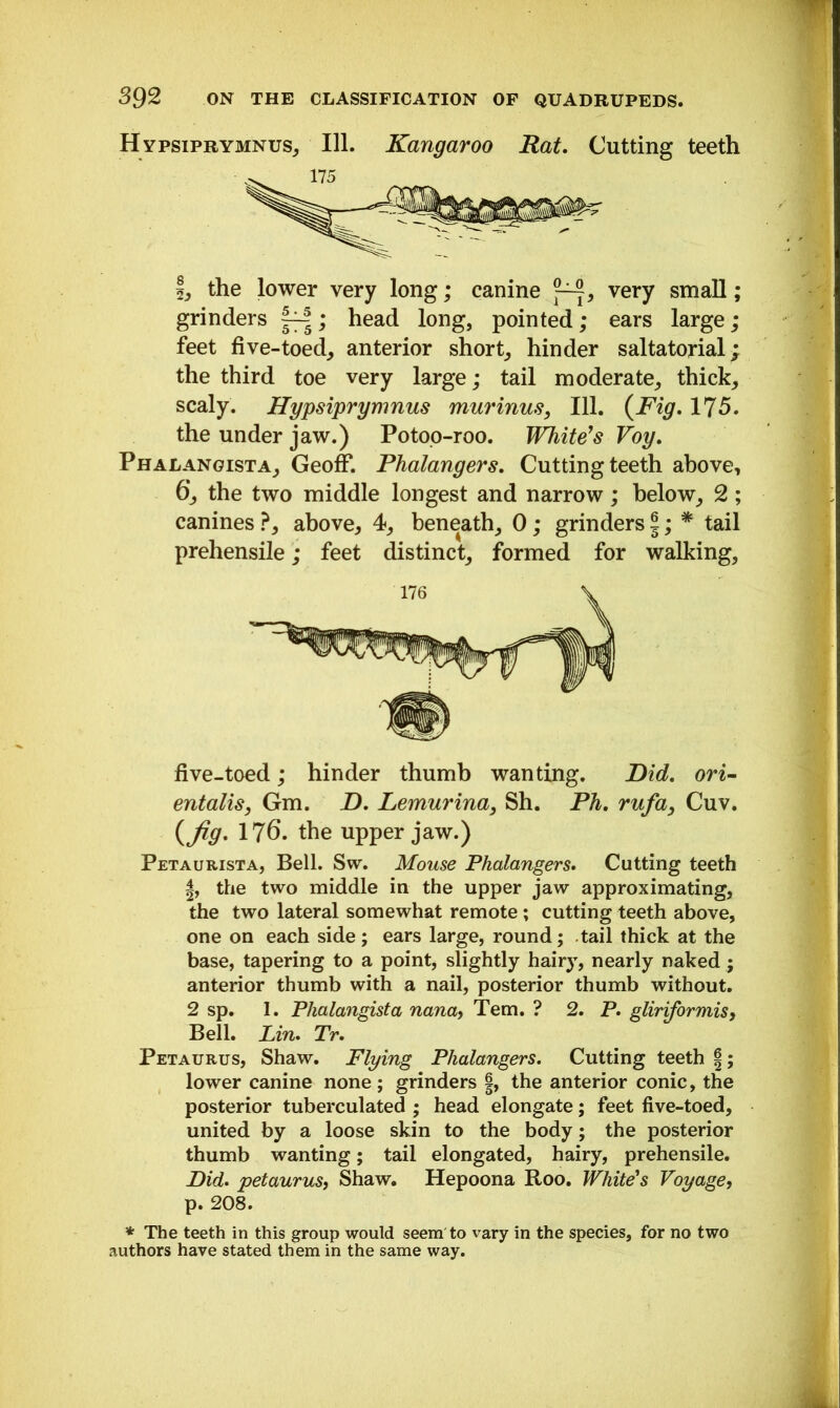 Hypsiprymnus, 111. Kangaroo Rat. Cutting teeth I, the lower very long; canine p~, very small; grinders f^-|; head long, pointed; ears large; feet five-toed, anterior short, hinder saltatorial; the third toe very large; tail moderate, thick, scaly. Hypsiprymnus murinus, 111. {Fig. 175. the under jaw.) Potoo-roo. White’s Voy. Phalangista, Geoff. Phalangers. Cutting teeth above, 6, the two middle longest and narrow; below, 2 ; canines ?, above, 4, beneath, 0; grinders §; * tail prehensile; feet distinct, formed for walking. five-toed; hinder thumb wanting. Did. on- entalis, Gm. D. Lemurina, Sh. Ph. rufa, Cuv. {Jig. 176. the upper jaw.) Petaurista, Bell. Sw. Mouse Phalangers. Cutting teeth |, the two middle in the upper jaw approximating, the two lateral somewhat remote ; cutting teeth above, one on each side ; ears large, round; tail thick at the base, tapering to a point, slightly hairy, nearly naked; anterior thumb with a nail, posterior thumb without. 2 sp. I. Phalangista nana, Tern. ? 2. P. gliriformis, Bell. Lin. Tr. Petaurus, Shaw. Flying Phalangers. Cutting teeth \; lower canine none ; grinders |, the anterior conic, the posterior tuberculated ; head elongate; feet five-toed, united by a loose skin to the body; the posterior thumb wanting; tail elongated, hairy, prehensile. Did. petaurus, Shaw. Hepoona Roo. White's Voyage, p. 208. * The teeth in this group would seem to vary in the species, for no two authors have stated them in the same way.