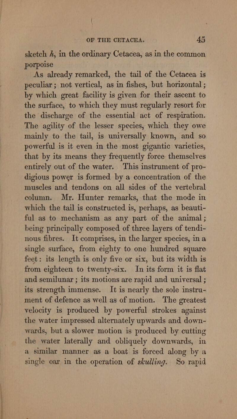 sketch A, in the ordinary Cetacea, as in the common porpoise As already remarked, the tail of the Cetacea is peculiar ; not vertical, as in fishes, but horizontal ; by which great facility is given for their ascent to the surface, to which they must regularly resort for the discharge of the essential act of respiration. The agility of the lesser species, which they owe mainly to the tail, is universally known, and so powerful is it even in the most gigantic varieties, that by its means they frequently force themselves entirely out of the water. This instrument of pro- digious power is formed by a concentration of the muscles and tendons on all sides of the vertebral column. Mr. Hunter remarks, that the mode in which the tail is constructed is, perhaps, as beauti- ful as to mechanism as any part of the animal ; being principally composed of three layers of tendi- nous fibres. It comprises, in the larger species, in a single surface, from eighty to one hundred square feet: its length is only five or six, but its width is from eighteen to twenty-six. In its form it is flat and semilunar ; its motions are rapid and universal ; its strength immense. It is nearly the sole instru- ment of defence as well as of motion. The greatest velocity is produced by powerful strokes against the water impressed alternately upwards and down- wards, but a slower motion is produced by cutting the water laterally and obliquely downwards, in a similar manner as a boat is forced along by a single oar in the operation of skulling. So rapid