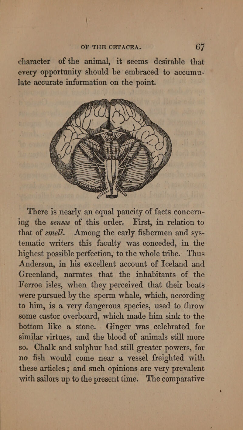character of the animal, it seems desirable that every opportunity should be embraced to accumu- late accurate information on the point. There is nearly an equal paucity of facts concern- ing the senses of this order. First, in relation to that of smel/. Among the early fishermen and sys- tematic writers this faculty was conceded, in the highest possible perfection, to the whole tribe. Thus Anderson, in his excellent account of Iceland and Greenland, narrates that the inhabitants of the Ferroe isles, when they perceived that their boats were pursued by the sperm whale, which, according to him, is a very dangerous species, used to throw some castor overboard, which made him sink to the bottom like a stone. Ginger was celebrated for similar virtues, and the blood of animals still more so. Chalk and sulphur had still greater powers, for no fish would come near a vessel freighted with these articles ; and such opinions are very prevalent with sailors up to the present time. The comparative
