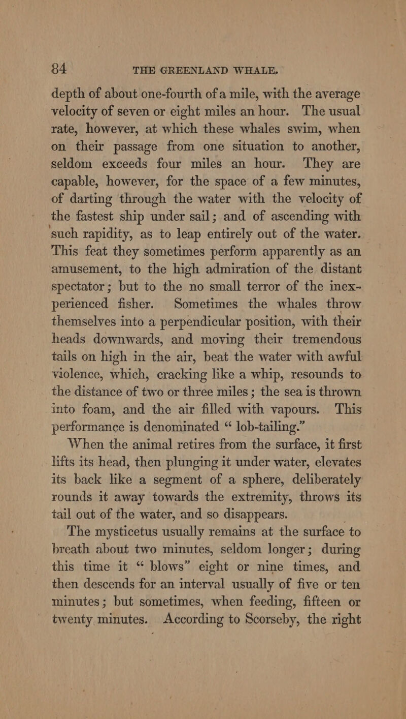 depth of about one-fourth ofa mile, with the average velocity of seven or eight miles an hour. The usual rate, however, at which these whales swim, when on their passage from one situation to another, seldom exceeds four miles an hour. They are capable, however, for the space of a few minutes, of darting through the water with the velocity of the fastest ship under sail; and of ascending with ‘such rapidity, as to leap entirely out of the water. This feat they sometimes perform apparently as an amusement, to the high admiration of the distant spectator; but to the no small terror of the inex-~ perienced fisher. Sometimes the whales throw themselves into a perpendicular position, with their heads downwards, and moving their tremendous tails on high in the air, beat the water with awful violence, which, cracking like a whip, resounds to the distance of two or three miles; the sea is thrown into foam, and the air filled with vapours. This performance is denominated “ lob-tailing.” When the animal retires from the surface, it first lifts its head, then plunging it under water, elevates its back like a segment of a sphere, deliberately rounds it away towards the extremity, throws its tail out of the water, and so disappears. The mysticetus usually remains at the surface to breath about two minutes, seldom longer; during this time it “ blows” eight or nine times, and then descends for an interval usually of five or ten minutes ; but sometimes, when feeding, fifteen or twenty minutes. According to Scorseby, the right