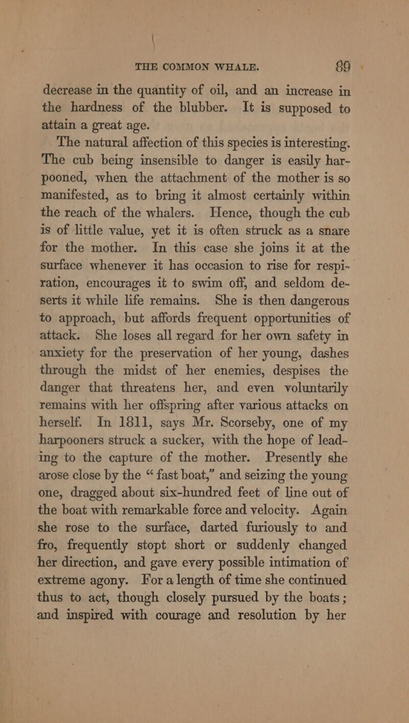 decrease in the quantity of oil, and an increase in the hardness of the blubber. It is supposed to attain a great age. The natural affection of this species is interesting. The cub being insensible to danger is easily har- pooned, when the attachment: of the mother is so manifested, as to bring it almost certainly within the reach of the whalers. Hence, though the cub is of little value, yet it is often struck as a snare for the mother. In this case she joins it at the surface whenever it has occasion to rise for respi- ration, encourages it to swim off, and seldom de- serts it while life remains. She is then dangerous to approach, but affords frequent opportunities of attack. She loses all regard for her own safety in anxiety for the preservation of her young, dashes through the midst of her enemies, despises the danger that threatens her, and even voluntarily remains with her offspring after various attacks on herself. In 1811, says Mr. Scorseby, one of my harpooners struck a sucker, with the hope of lead- ing to the capture of the mother. Presently she arose close by the “ fast boat,” and seizing the young one, dragged about six-hundred feet of line out of the boat with remarkable force and velocity. Again she rose to the surface, darted furiously to and fro, frequently stopt short or suddenly changed her direction, and gave every possible intimation of extreme agony. Fora length of time she continued thus to act, though closely pursued by the boats ; and inspired with courage and resolution by her