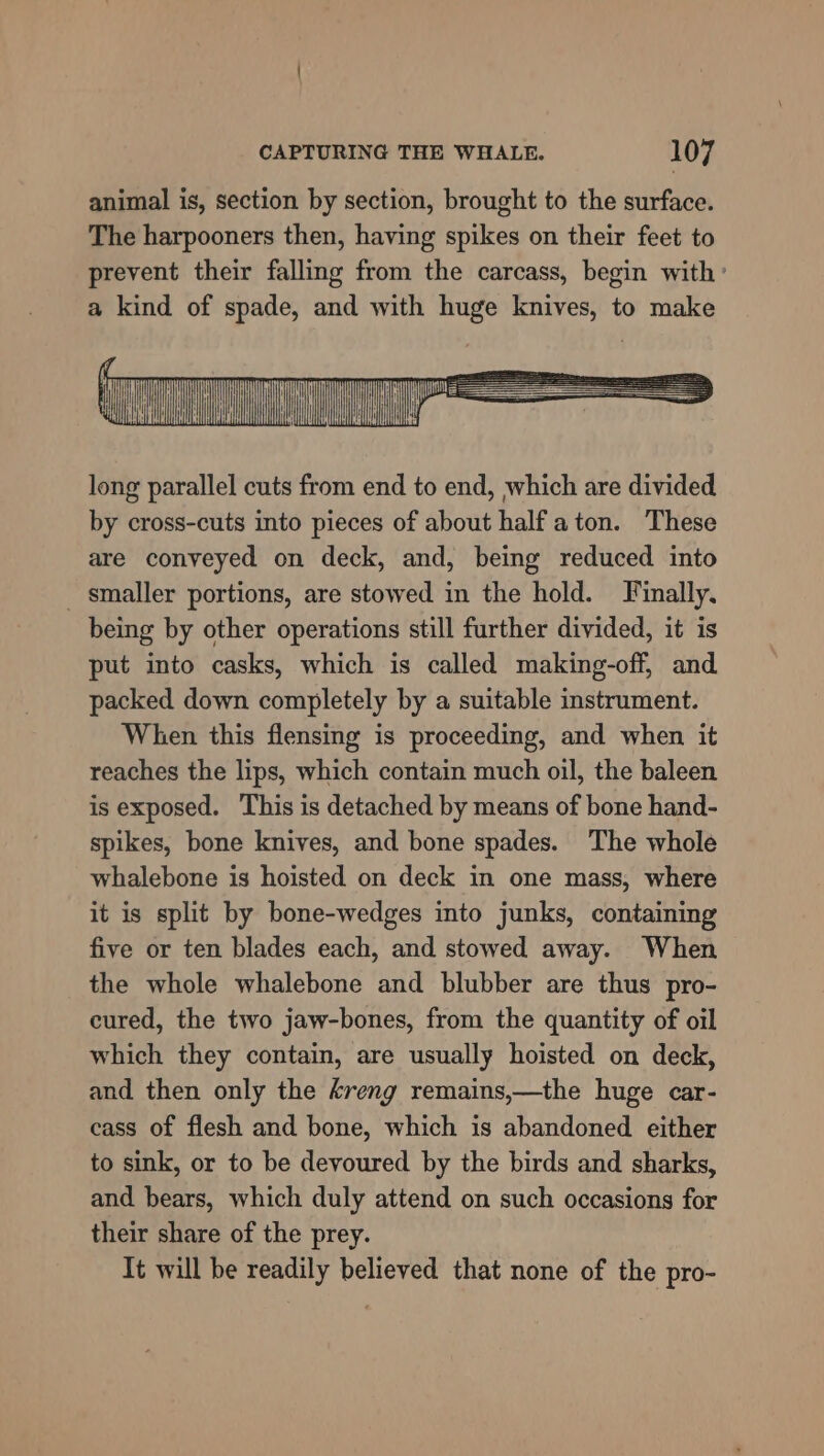 animal is, section by section, brought to the surface. The harpooners then, having spikes on their feet to prevent their falling from the carcass, begin with’ a kind of spade, and with huge knives, to make long parallel cuts from end to end, which are divided by cross-cuts into pieces of about half aton. These are conveyed on deck, and, being reduced into - smaller portions, are stowed in the hold. Finally. being by other operations still further divided, it is put into casks, which is called making-off, and packed down completely by a suitable instrument. When this flensing is proceeding, and when it reaches the lips, which contain much oil, the baleen is exposed. This is detached by means of bone hand- spikes, bone knives, and bone spades. The whole whalebone is hoisted on deck in one mass, where it is split by bone-wedges into junks, containing five or ten blades each, and stowed away. When the whole whalebone and blubber are thus pro- cured, the two jaw-bones, from the quantity of oil which they contain, are usually hoisted on deck, and then only the kreng remains,—the huge car- cass of flesh and bone, which is abandoned either to sink, or to be devoured by the birds and sharks, and bears, which duly attend on such occasions for their share of the prey. Tt will be readily believed that none of the pro-