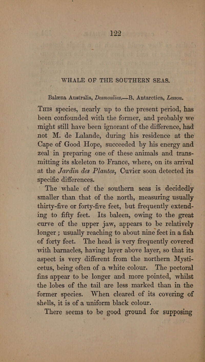 WHALE OF THE SOUTHERN SEAS, Balena Australis, Desmoulins.—B. Antarctica, Lesson. Tis species, nearly up to the present period, has been confounded with the former, and probably we might still have been ignorant of the difference, had not M. de Lalande, during his residence at the Cape of Good Hope, succeeded by his energy and zeal in preparing one of these animals and trans- mitting its skeleton to France, where, on its arrival at the Jardin des Plantes, Cuvier soon detected its specific differences. The whale of the southern seas is decidedly smaller than that of the north, measuring usually thirty-five or forty-five feet, but frequently extend- ing to fifty feet. Its baleen, owing to the great curve of the upper jaw, appears to be relatively longer ; usually reaching to about nine feet in a fish of forty feet. The head is very frequently covered with barnacles, having layer above layer, so that its aspect is very different from the northern Mysti- cetus, being often of a white colour. The pectoral fins appear to be longer and more pointed, whilst the lobes of the tail are less marked than in the former species. When cleared of its covering of shells, it is of a uniform black colour. There seems to be good ground for supposing