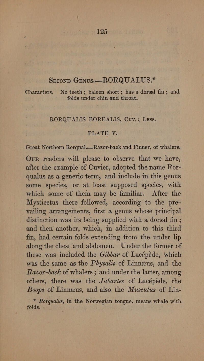 Seconp Grenus.—RORQU ALUS.* Characters. No teeth; baleen short; has a dorsal fin; and folds under chin and throat. RORQUALIS BOREALIS, Cuv.; Luss. PLATE V. Great Northern Rorqual.—Razor-back and Finner, of whalers. Our readers will please to observe that we have, after the example of Cuvier, adopted the name Ror- qualus as a generic term, and include in this genus some species, or at least supposed species, with which some of them may be familiar. After the Mysticetus there followed, according to the pre- vailing arrangements, first a genus whose principal distinction was its being supplied with a dorsal fin ; and then another, which, in addition to this third fin, had certain folds extending from the under lip along the chest and abdomen. Under the former of these was included the Gibbar of Lacépéde, which was the same as the Physalis of Linnzeus, and the Razor-back of whalers ; and under the latter, among others, there was the Jubartes of Lacépéde, the Boops of Linnzeus, and also the Musculus of Lin- m Rorqualus, in the Norwegian tongue, means whale with folds, ; .