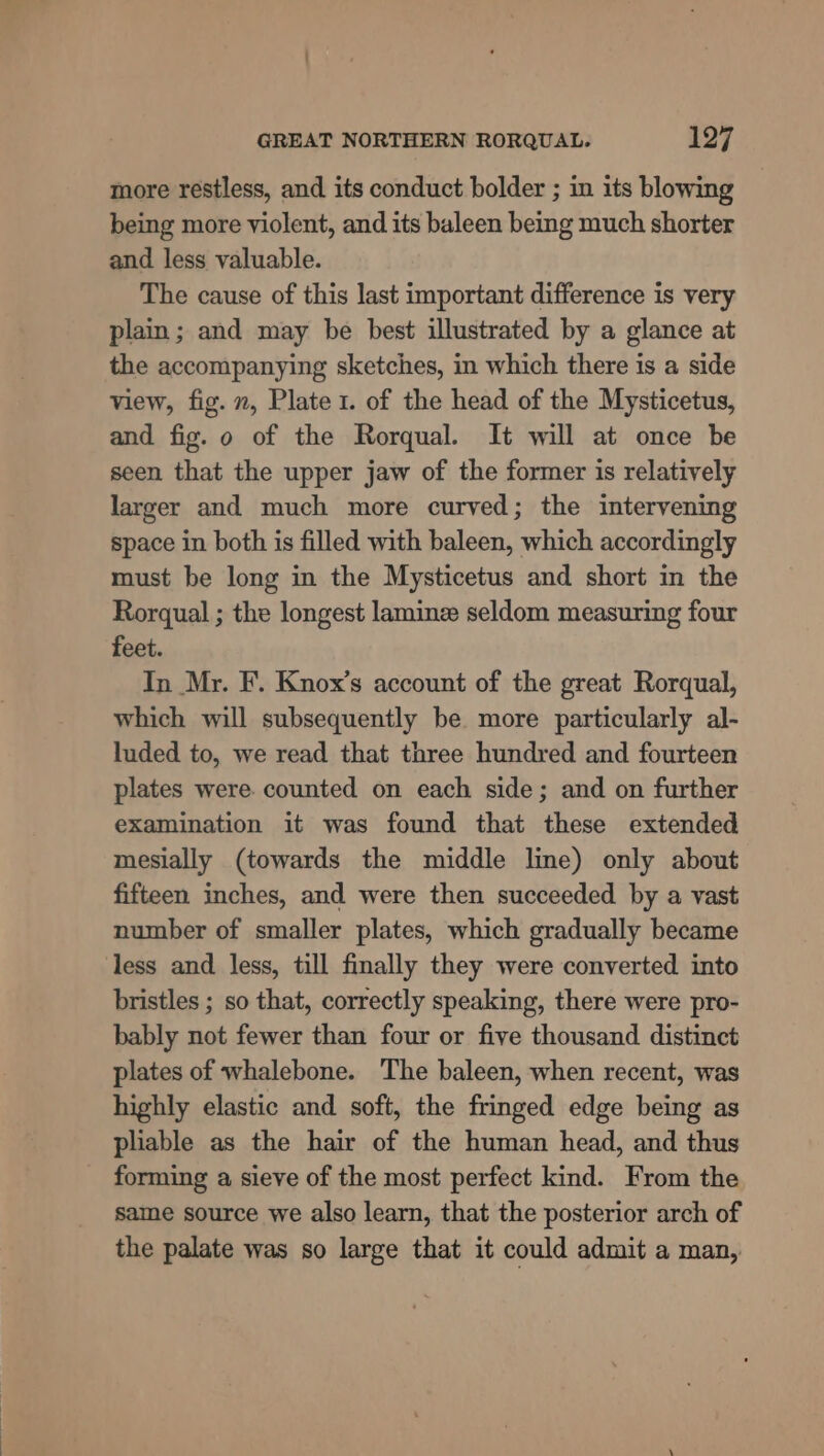 more restless, and its conduct bolder ; in its blowing being more violent, and its baleen being much shorter and less valuable. The cause of this last important difference is very plain; and may be best illustrated by a glance at the accompanying sketches, in which there is a side view, fig. m, Plate 1. of the head of the Mysticetus, and fig. 0 of the Rorqual. It will at once be seen that the upper jaw of the former is relatively larger and much more curved; the intervening space in both is filled with baleen, which accordingly must be long in the Mysticetus and short in the Rorqual ; the longest lamine seldom measuring four feet. In Mr. F. Knox’s account of the great Rorqual, which will subsequently be more particularly al- luded to, we read that three hundred and fourteen plates were. counted on each side; and on further examination it was found that these extended mesially (towards the middle line) only about fifteen inches, and were then succeeded by a vast number of smaller plates, which gradually became less and less, till finally they were converted into bristles ; so that, correctly speaking, there were pro- bably not fewer than four or five thousand distinct plates of whalebone. The baleen, when recent, was highly elastic and soft, the fringed edge being as pliable as the hair of the human head, and thus forming a sieve of the most perfect kind. From the same source we also learn, that the posterior arch of the palate was so large that it could admit a man,