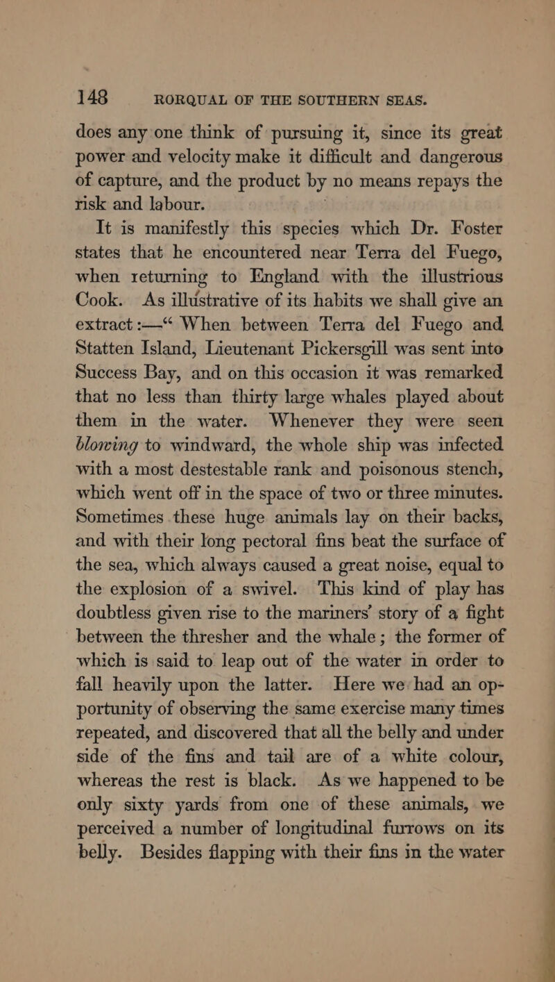 does any one think of pursuing it, since its great power and velocity make it difficult and dangerous of capture, and the product by no means repays the risk and labour. It is manifestly this species which Dr. Foster states that he encountered near Terra del Fuego, when returning to England with the illustrious Cook. As illustrative of its habits we shall give an extract :—“ When between Terra del Fuego and Statten Island, Lieutenant Pickersgill was sent inte Success Bay, and on this occasion it was remarked that no less than thirty large whales played about them in the water. Whenever they were seen blowing to windward, the whole ship was infected with a most destestable rank and poisonous stench, which went off in the space of two or three minutes. Sometimes these huge animals lay on their backs, and with their long pectoral fins beat the surface of the sea, which always caused a great noise, equal to the explosion of a swivel. This kind of play has doubtless given rise to the mariners’ story of a fight between the thresher and the whale; the former of which is said to leap out of the water in order to fall heavily upon the latter. Here we had an op- portunity of observing the same exercise many times repeated, and discovered that all the belly and under side of the fins and tail are of a white colour, whereas the rest is black. As we happened to be only sixty yards from one of these animals, we perceived a number of longitudinal furrows on its belly. Besides flapping with their fins in the water