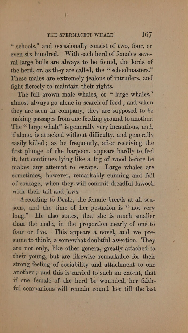 ”? “ schools,” and occasionally consist of two, four, or even six hundred. With each herd of females seve- ral large bulls are always to be found, the lords of the herd, or, as they are called, the “ schoolmasters.” These males are extremely jealous of intruders, and fight fiercely to maintain their nghts. The full grown male whales, or “ large whales,” almost always go alone in search of food ; and when they are seen in company, they are supposed to be making passages from one feeding ground to another. The “ large whale” is generally very incautious, and, if alone, is attacked without difficulty, and generally easily killed; as he frequently, after receiving the first plunge of the harpoon, appears hardly to feel it, but continues lying like a log of wood before he makes any attempt to escape. Large whales are sometimes, however, remarkably cunning and full of courage, when they will commit dreadful havock with their tail and jaws. According to Beale, the female breeds at all sea- sons, and the time of her gestation is “ not very long.” He also states, that she is much smaller than the male, in the proportion nearly of one to four or five. This appears a novel, and we pre- sume to think, a somewhat doubtful assertion. They are not only, like other genera, greatly attached to their young, but are likewise remarkable for their strong feeling of sociability and attachment to one another ; and this is carried to such an extent, that if one female of the herd be wounded, her faith- ful companions will remain round her till the last