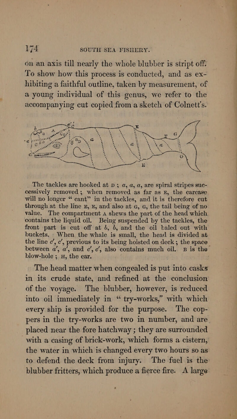 on an axis till nearly the whole blubber is stript off. To show how this process is conducted, and as ex- hibiting a faithful outline, taken by measurement, of a young individual of this genus, we refer to the accompanying cut copied from a sketch of Colnett’s. The tackles are hooked at p 3; a, a, a, are spiral stripes suc- cessively removed; when removed as far as E, the carcase will no longer “ cant” in the tackles, and it is therefore cut through at the line x, ©, and also at G, G, the tail beg of no value. The compartment a shews the part of the head which contains the liquid oil. Being suspended by the tackles, the front part is cut off at b, 6, and the oil baled out with buckets. When the whale is small, the head is divided at the line ¢’, c’, previous to its being hoisted on deck ; the space between a’, a’, and c’,c’, also contains much oil.. 8B is the blow-hole ; 4, the ear. The head matter when congealed is put into casks im its crude state, and refined at the conclusion of the voyage. The blubber, however, is reduced into oil immediately in “ try-works,” with which every ship is provided for the purpose. The cop- pers in the try-works are two in number, and are placed near the fore hatchway ; they are surrounded with a casing of brick-work, which forms a cistern, the water in which is changed every two hours so as to defend the deck from injury. The fuel is the blubber fritters, which produce a fierce fire. A large