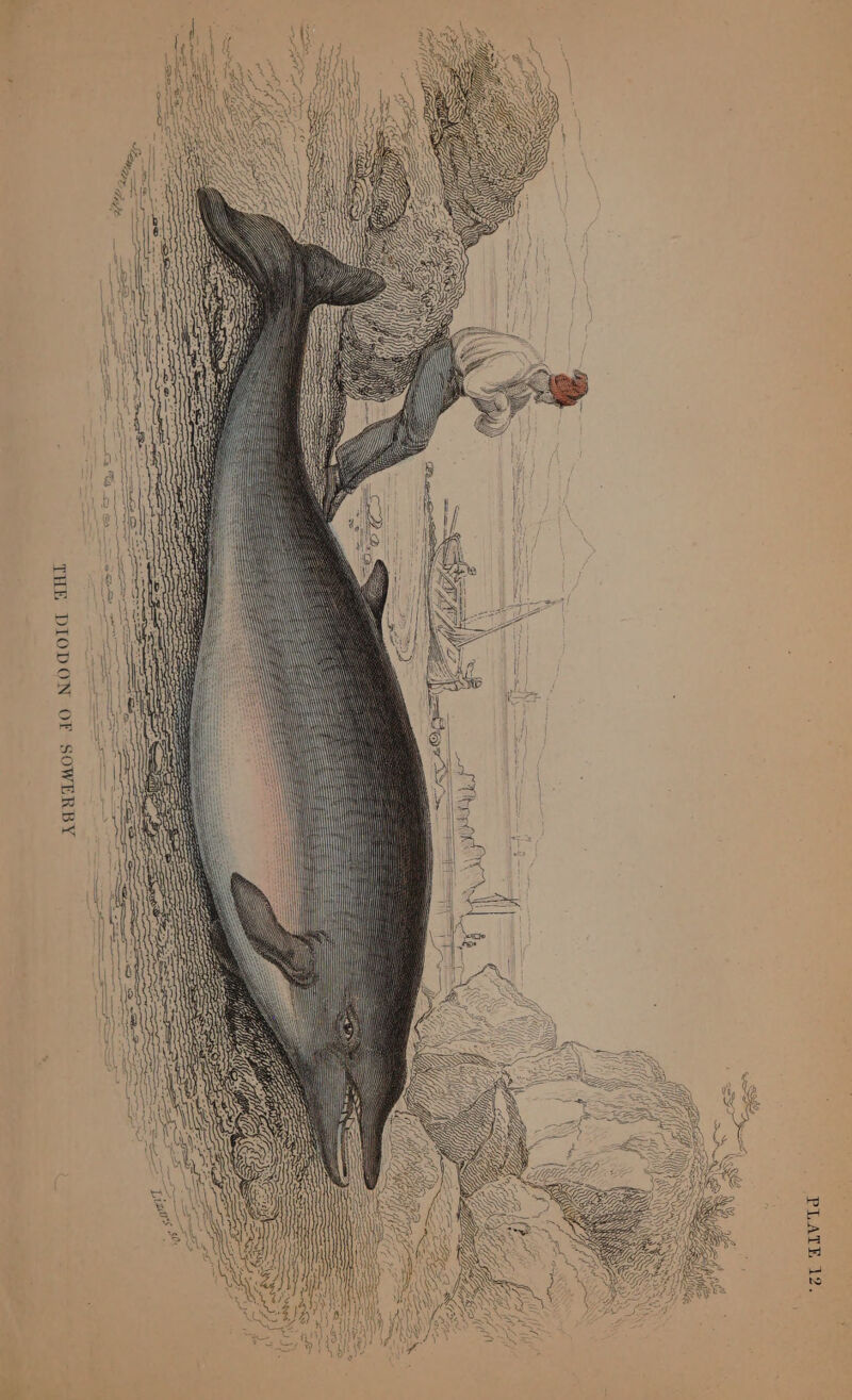 PLATE 12.
