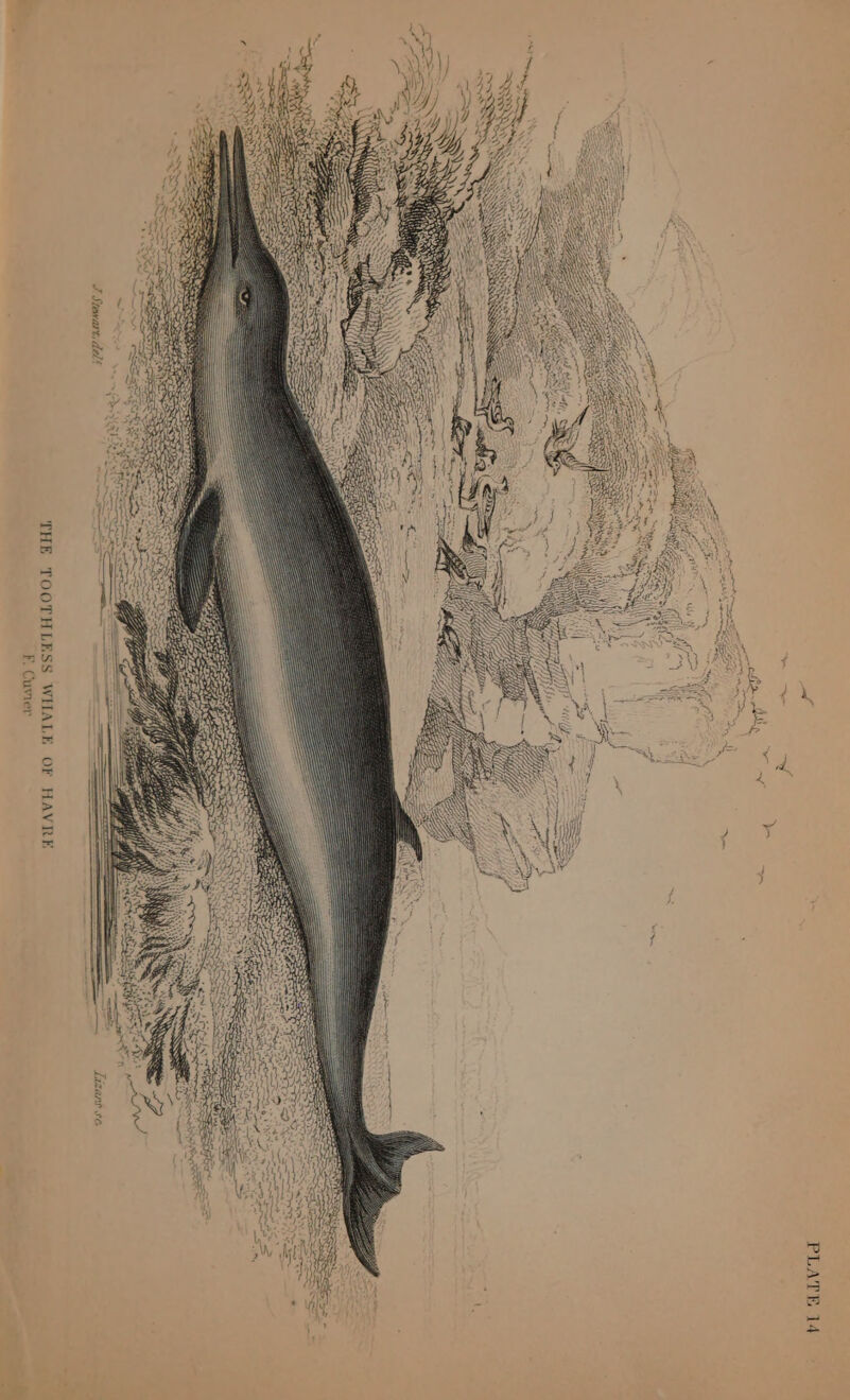 C = PLATE 14 SaaS Lizars se. THE TOOTHLESS WHALE OF HAVRE F. Cuvier