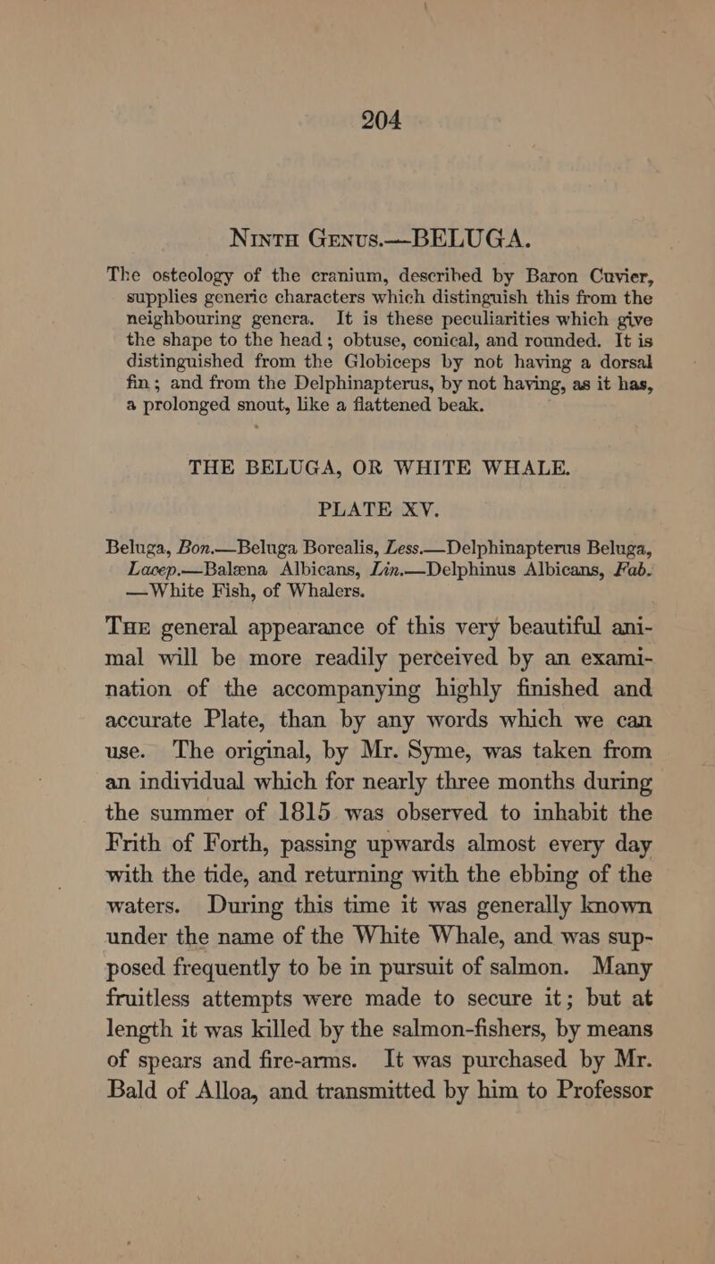 Nintu Genvs.—BELUGA. The osteology of the cranium, described by Baron Cuvier, supplies generic characters which distinguish this from the neighbouring genera. It is these peculiarities which give the shape to the head; obtuse, conical, and rounded. It is distinguished from the Globiceps by not having a dorsal fin; and from the Delphinapterus, by not having, as it has, a prolonged snout, like a flattened beak. THE BELUGA, OR WHITE WHALE. PLATE XV. Beluga, Bon.—Beluga Borealis, Less——Delphinapterus Beluga, Lacep.—Balena Albicans, Lin.—Delphinus Albicans, Fab. —White Fish, of Whalers. Tue general appearance of this very beautiful ani- mal will be more readily perceived by an exami- nation of the accompanying highly finished and accurate Plate, than by any words which we can use. The original, by Mr. Syme, was taken from an individual which for nearly three months during the summer of 1815 was observed to inhabit the Frith of Forth, passing upwards almost every day with the tide, and returning with the ebbing of the waters. During this time it was generally known under the name of the White Whale, and was sup- posed frequently to be in pursuit of salmon. Many fruitless attempts were made to secure it; but at length it was killed by the salmon-fishers, by means of spears and fire-arms. It was purchased by Mr. Bald of Alloa, and transmitted by him to Professor