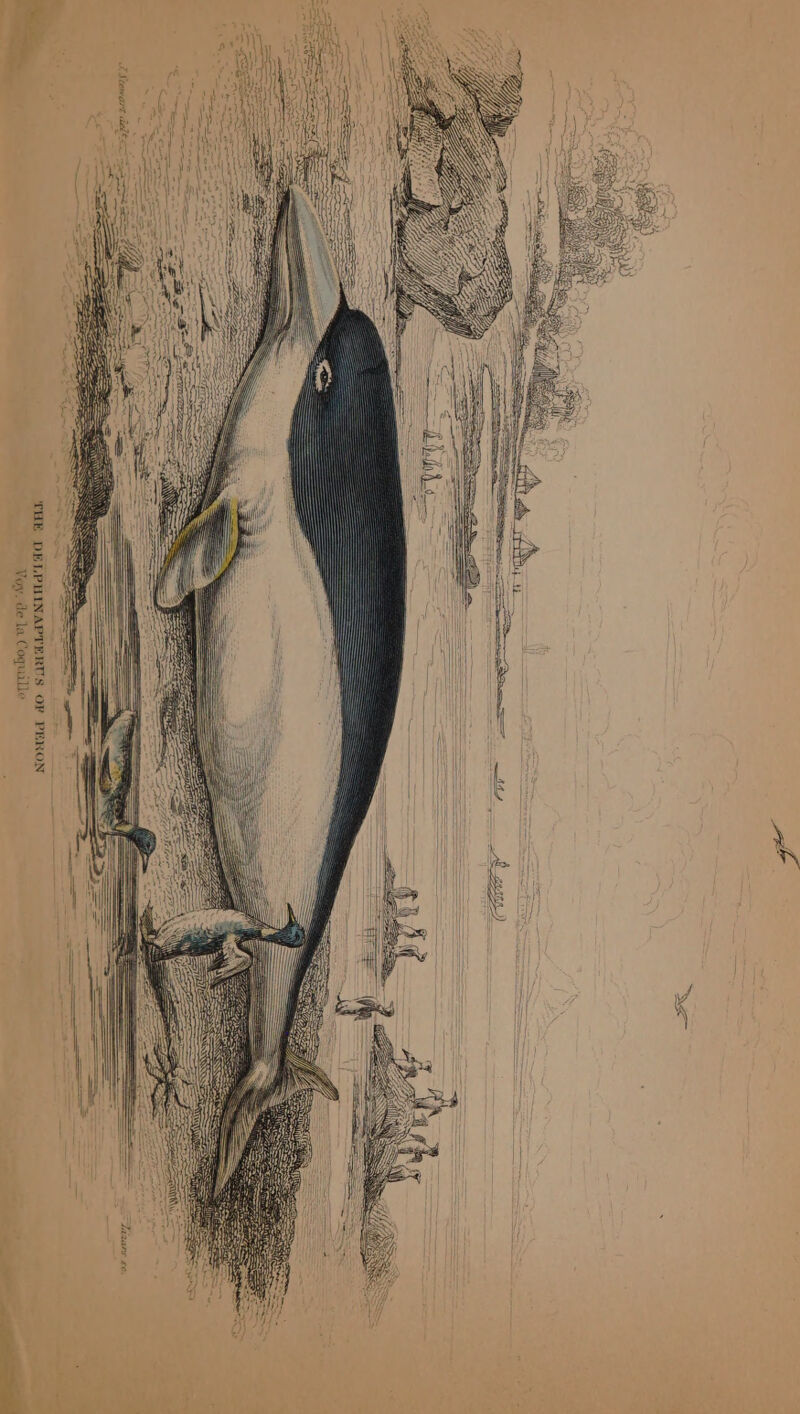 THE DELPHINAPTERTS OF PERON Voy. de la Coquille