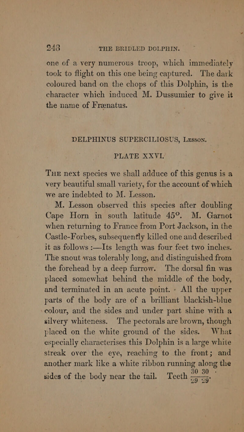 one of a very numerous troop, which immediately took to flight on this one being captured. The dark coloured band on the chops of this Dolphin, is the character which induced M. Dussumier to give it the name of Frenatus. DELPHINUS SUPERCILIOSUS, Lesson. PLATE XXVI. THE next species we shall adduce of this genus is a very beautiful small variety, for the account of which we are indebted to M. Lesson. M. Lesson observed this species after doubling Cape Horn in south latitude 45°. M. Garnot when returning to France from Port Jackson, in the Castle-Forbes, subsequently killed one and described it as follows :—Its length was four feet two inches. The snout was tolerably long, and distinguished from the forehead by a deep furrow. The dorsal fin was placed somewhat behind the middle of the body, and terminated in an acute point. - All the upper parts of the body are of a brilliant blackish-blue colour, and the sides and under part shine with a silvery whiteness. The pectorals are brown, though placed on the white ground of the sides. What especially characterises this Dolphin is a large white streak over the eye, reaching to the front; and another mark like a white ribbon running along the , see 30 sides of the body near the tail. Teeth sa