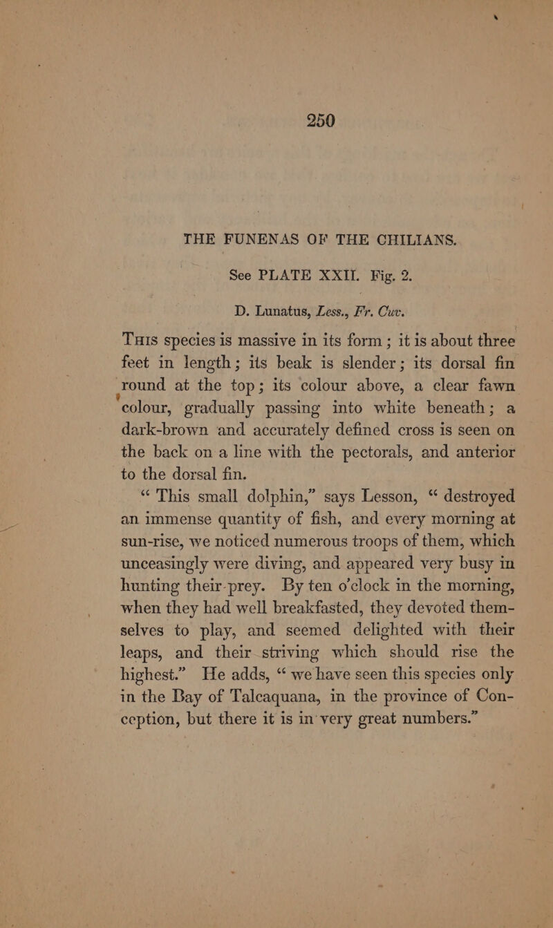 THE FUNENAS OF THE CHILIANS. See PLATE XXII. Fig. 2. D. Lunatus, Less., Fr. Cur. TuHIs species is massive in its form ; it is about three feet in length; its beak is slender; its dorsal fin round at the top; its colour above, a clear fawn colour, gradually passing into white beneath; a dark-brown and accurately defined cross is seen on the back on a line with the pectorals, and anterior to the dorsal fin. “This small dolphin,” says Lesson, “ destroyed an immense quantity of fish, and every morning at sun-rise, we noticed numerous troops of them, which unceasingly were diving, and appeared very busy m hunting their-prey. By ten o'clock in the morning, when they had well breakfasted, they devoted them- selves to play, and seemed delighted with their leaps, and their striving which should mse the highest.” He adds, “ we have seen this species only in the Bay of Talcaquana, in the province of Con- ception, but there it is in very great numbers.”