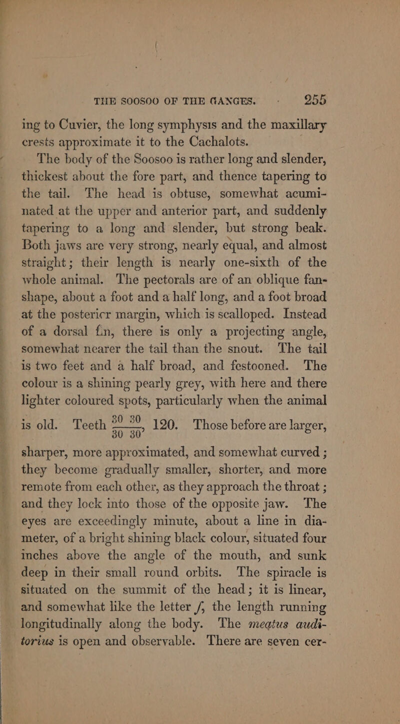 REIS ROESY EP ee ing to Cuvier, the long symphysis and the maxillary crests approximate it to the Cachalots. . The body of the Soosoo is rather long and slender, thickest about the fore part, and thence tapering to the tail. The head is obtuse, somewhat acumi- nated at the upper and anterior part, and suddenly tapering to a long and slender, but strong beak. Both jaws are very strong, nearly equal, and almost straight; their length is nearly one-sixth of the whole animal. The pectorals are of an oblique fan- shape, about a foot and a half long, and a foot broad of a dorsal fin, there is only a projecting angle, somewhat nearer the tail than the snout. The tail is two feet and a half broad, and festooned. The colour is a shining pearly grey, with here and there lighter coloured spots, particularly when the animal is old. Teeth ss > 120. Those before are larger, sharper, more approximated, and somewhat curved ; they become gradually smaller, shorter, and more remote from each other, as they approach the throat ; and they lock into those of the opposite jaw. The eyes are exceedingly minute, about a line in dia- meter, of a bright shining black colour, situated four inches above the angle of the mouth, and sunk deep in their small round orbits. The spiracle is situated on the summit of the head; it is linear, and somewhat like the letter /, the length running longitudinally along the body. The meatus audi- torius is open and observable. There are seven cer-