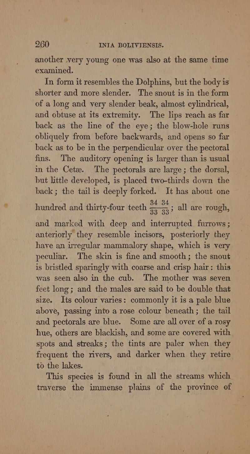 another very young one was also at the same time examined. In form it resembles the Dolphins, but the body is shorter and more slender. The snout is in the form of a long and very slender beak, almost cylindrical, and obtuse at its extremity. The lips reach as far back as the line of the eye; the blow-hole runs obliquely from before backwards, and opens so far back as to be in the perpendicular over the pectoral fins. ‘The auditory opening is larger than is usual in the Cetz. The pectorals are large ; the dorsal, but little developed, is placed two-thirds down the back ; the tail is deeply scr af has about one hundred and thirty-four teeth © a. = all are rough, and marked with deep and interrupted furrows ; anteriorly they resemble incisors, posteriorly they have an irregular mammalory shape, which is very peculiar. The skin is fine and smooth; the snout is bristled sparingly with coarse and crisp hair: this was seen also in the cub. The mother was seven feet long; and the males are said to be double that size. Its colour varies: commonly it is a pale blue above, passing into a rose colour beneath ; the tail and pectorals are blue. Some are all over of a rosy hue, others are blackish, and some are covered with spots and streaks; the tints are paler when they frequent the rivers, and darker when they retire to the lakes. This species is found in all the streams which traverse the immense plains of the province of