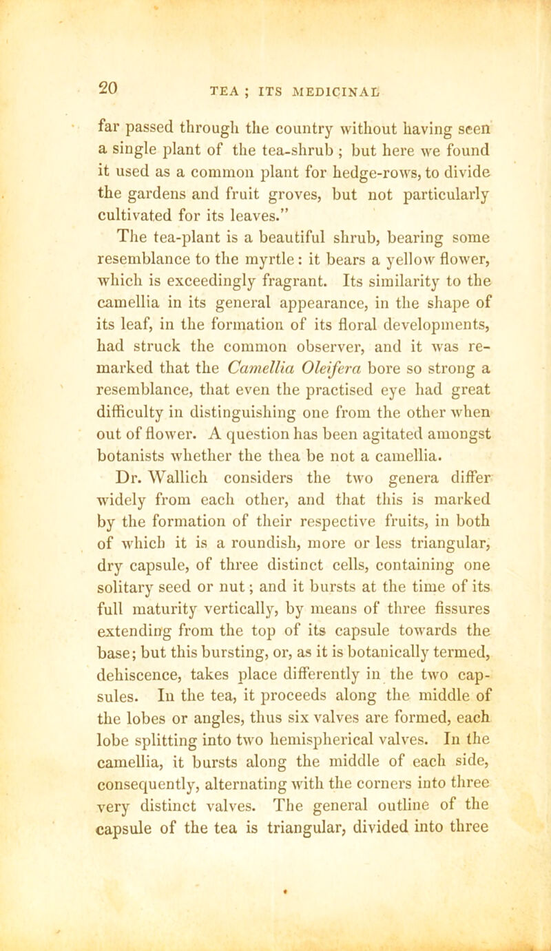 far passed through the country without having seen a single plant of the tea-shrub ; but here we found it used as a common plant for hedge-rows, to divide the gardens and fruit groves, but not particularly cultivated for its leaves.” The tea-plant is a beautiful shrub, bearing some resemblance to the myrtle: it bears a yellow flower, which is exceedingly fragrant. Its similarity to the camellia in its general appearance, in the shape of its leaf, in the formation of its floral developments, had struck the common observer, and it was re- marked that the Camellia Oleifera bore so strong a resemblance, that even the practised eye had great difficulty in distinguishing one from the other when out of flower. A question has been agitated amongst botanists whether the thea be not a camellia. Dr. Wallich considers the two genera differ widely from each other, and that this is marked by the formation of their respective fruits, in both of which it is a roundish, more or less triangular, dry capsule, of three distinct cells, containing one solitary seed or nut; and it bursts at the time of its full maturity vertically, by means of three fissures extending from the top of its capsule towards the base; but this bursting, or, as it is botanically termed, dehiscence, takes place differently in the two cap- sules. In the tea, it proceeds along the middle of the lobes or angles, thus six valves are formed, each lobe splitting into two hemispherical valves. In the camellia, it bursts along the middle of each side, consequently, alternating with the corners into three very distinct valves. The general outline of the capsule of the tea is triangular, divided into three