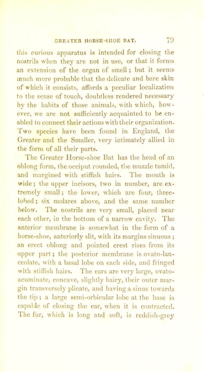 this curious apparatus is intended for closing the nostrils when they are not in use, or that it forms an extension of the organ of smell ; but it seems much more probable that the delicate and bare skin of which it consists, affords a peculiar localization to the sense of touch, doubtless rendered necessary by the habits of those animals, with w hich, how- ever, we are not sufficiently acquainted to be en- abled to connect their actions with their organization. Two species have been found in England, the Greater and the Smaller, very intimately allied in the form of all their parts. The Greater Horse-shoe Bat has the head of an oblong form, the occiput rounded, the muzzle tumid, and margined with stiffish hairs. The mouth is wide; the upper incisors, two in number, are ex- tremely small; the lower, which are four, three- lobed ; six molares above, and the same number below. The nostrils are very small, placed near each other, in the bottom of a narrow cavity. The anterior membrane is somewhat in the form of a horse-shoe, anteriorly slit, Avith its margins sinuous ; an erect oblong and pointed crest rises from its upper part; the posterior membrane is ovato-lan- ceolate, with a basal lobe on each side, and fringed with stiffish hairs. The ears are very large, ovato- acuminate, concave, slightly hairy, their outer mar- gin transversely plicate, and having a sinus towards the tip; a large semi-orbicular lobe at the base is capable of closing the ear, when it is contracted. The fur, which is long and soft, is reddish-grey