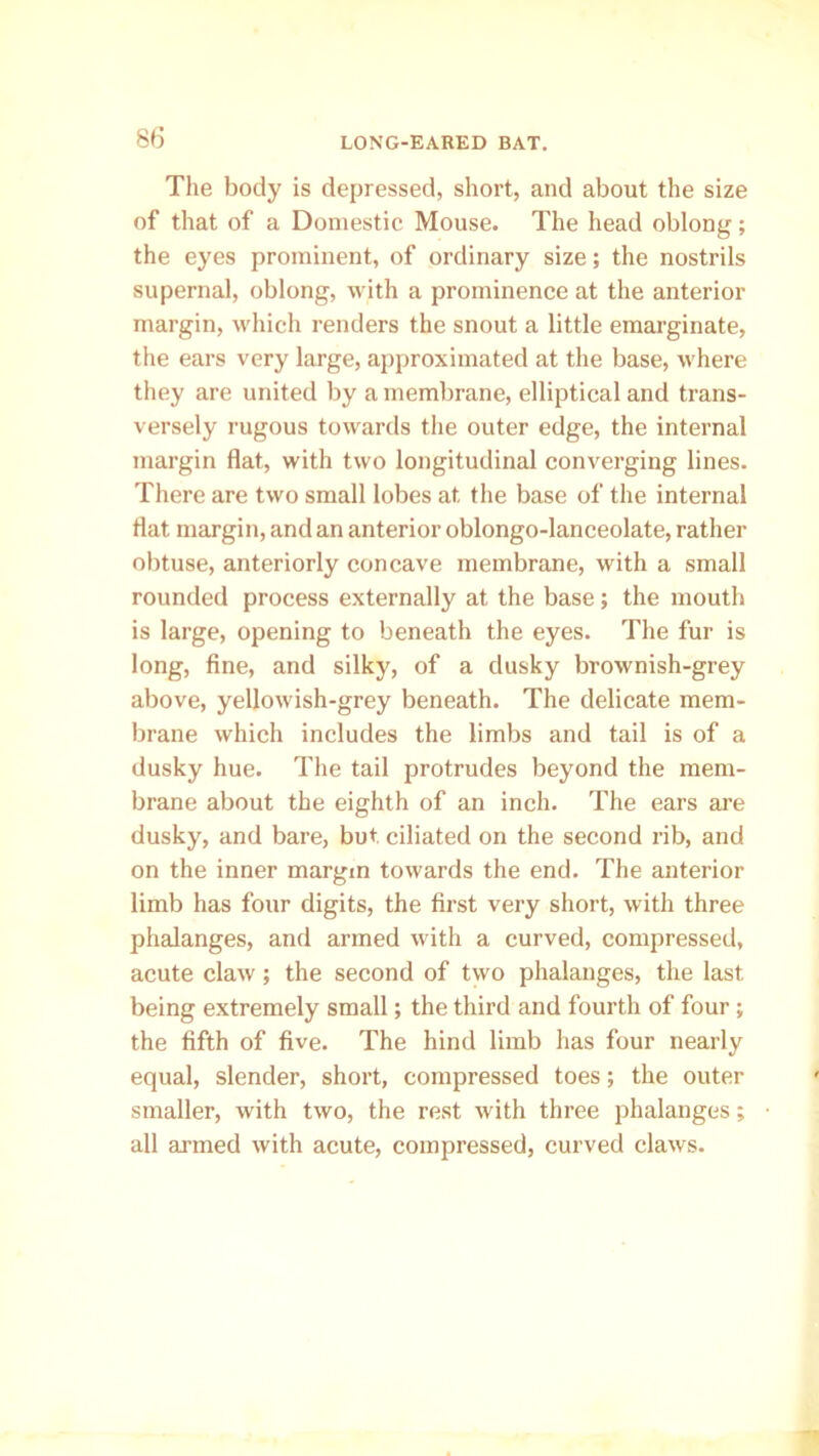 The body is depressed, short, and about the size of that of a Domestic Mouse. The head oblong; the eyes prominent, of ordinary size; the nostrils supernal, oblong, with a prominence at the anterior margin, which renders the snout a little emarginate, the ears very large, approximated at the base, where they are united by a membrane, elliptical and trans- versely rugous towards the outer edge, the internal margin flat, with two longitudinal converging lines. There are two small lobes at the base of the internal flat margin, and an anterior oblongo-lanceolate, rather obtuse, anteriorly concave membrane, with a small rounded process externally at the base; the mouth is large, opening to beneath the eyes. The fur is long, fine, and silky, of a dusky brownish-grey above, yellowish-grey beneath. The delicate mem- brane which includes the limbs and tail is of a dusky hue. The tail protrudes beyond the mem- brane about the eighth of an inch. The ears are dusky, and bare, but ciliated on the second rib, and on the inner margin towards the end. The anterior limb has four digits, the first very short, with three phalanges, and armed with a curved, compressed, acute claw ; the second of two phalanges, the last being extremely small; the third and fourth of four ; the fifth of five. The hind limb has four nearly equal, slender, short, compressed toes; the outer smaller, with two, the rest with three phalanges; all armed with acute, compressed, curved claws.