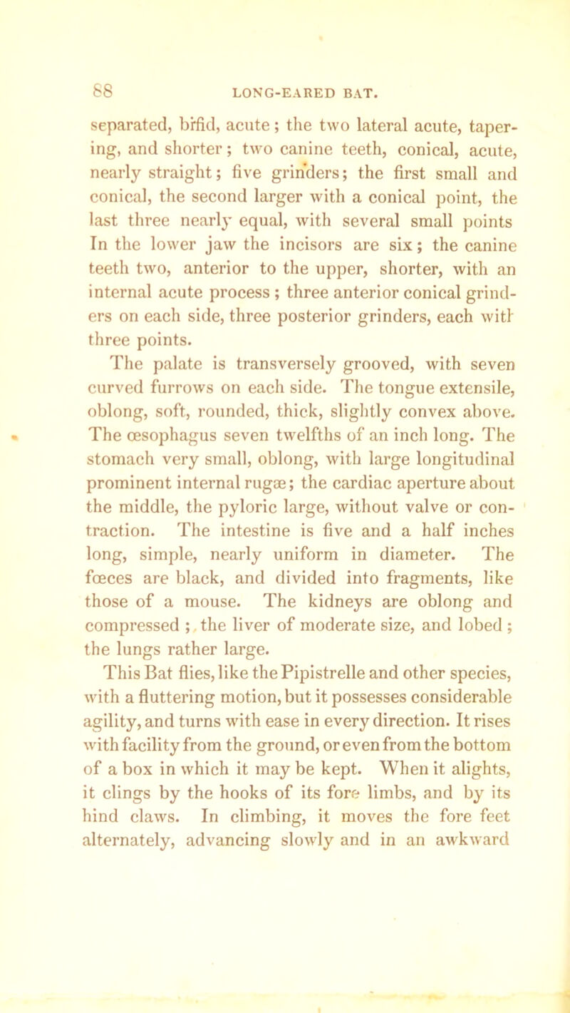 separated, bifid, acute; the two lateral acute, taper- ing, and shorter; two canine teeth, conical, acute, nearly straight; five grinders; the first small and conical, the second larger with a conical point, the last three nearly equal, with several small points In the lower jaw the incisors are six; the canine teeth two, anterior to the upper, shorter, with an internal acute process ; three anterior conical grind- ers on each side, three posterior grinders, each wit! three points. The palate is transversely grooved, with seven curved furrows on each side. The tongue extensile, oblong, soft, rounded, thick, slightly convex above. The oesophagus seven twelfths of an inch long. The stomach very small, oblong, with large longitudinal prominent internal rugae; the cardiac aperture about the middle, the pyloric large, without valve or con- traction. The intestine is five and a half inches long, simple, nearly uniform in diameter. The foeces are black, and divided into fragments, like those of a mouse. The kidneys are oblong and compressed ; the liver of moderate size, and lobed ; the lungs rather large. This Bat flies, like the Pipistrelle and other species, with a fluttering motion, but it possesses considerable agility, and turns with ease in every direction. It rises with facility from the ground, or even from the bottom of a box in which it may be kept. When it alights, it clings by the hooks of its fore limbs, and by its hind claws. In climbing, it moves the fore feet alternately, advancing slowly and in an awkward