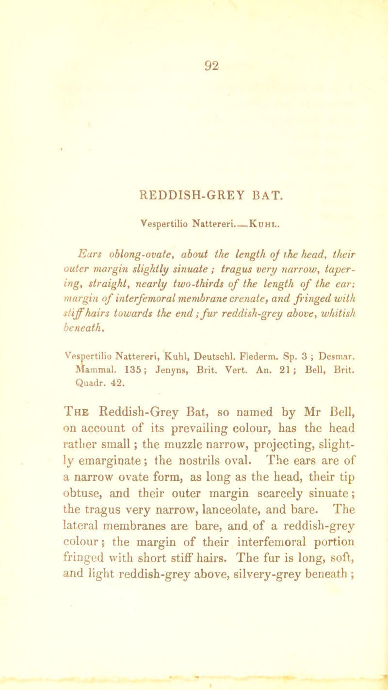 REDDISH-GREY BAT. Vespertilio Nattereri Kuhl. Ears oblong-ovate, about the length oj the head, their outer margin slightly sinuate; tragus very narrow, taper- ing, straight, nearly two-thirds of the length of the ear; margin of inierfemoral membrane crenate, and fringed with stiff hairs towards the end; fur reddish-grey above, whitish beneath. Vespertilio Nattereri, Kuhl, Deutschl. Flederm. Sp. 3 ; Desm.ar. Mammal. 135; Jenyns, Brit. Vert. An. 21; Bell, Brit. Quadr. 42. The Reddish-Grey Bat, so named by Mr Bell, on account of its prevailing colour, has the head rather small; the muzzle narrow, projecting, slight- ly emarginate; the nostrils oval. The ears are of a narrow ovate form, as long as the head, their tip obtuse, and their outer margin scarcely sinuate; the tragus very narrow, lanceolate, and bare. The lateral membranes are bare, and of a reddish-grey colour; the margin of their interfemoral portion fringed with short stiff hairs. The fur is long, soft, and light reddish-grey above, silvery-grey beneath ;