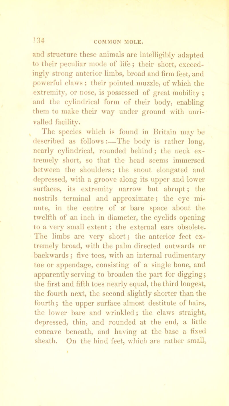 and structure these animals are intelligibly adapted to their peculiar mode of life; their short, exceed- ingly strong anterior limbs, broad and firm feet, and powerful claws ; their pointed muzzle, of which the extremity, or nose, is possessed of great mobility ; and the cylindrical form of their body, enabling them to make their way under ground with unri- valled facility. The species which is found in Britain may be described as follows:—The body is rather long, nearly cylindrical, rounded behind ; the neck ex- tremely short, so that the head seems immersed between the shoulders; the snout elongated and depressed, with a groove along its upper and lower surfaces, its extremity narrow but abrupt; the nostrils terminal and approximate; the eye mi- nute, in the centre of a* bare space about the twelfth of an inch in diameter, the eyelids opening to a very small extent ; the external ears obsolete. The limbs are very short; the anterior feet ex- tremely broad, with the palm directed outwards or backwards; five toes, with an internal rudimentary toe or appendage, consisting of a single bone, and apparently serving to broaden the part for digging; the first and fifth toes nearly equal, the third longest, the fourth next, the second slightly shorter than the fourth; the upper surface almost destitute of hairs, the lower bare and wrinkled; the claws straight, depressed, thin, and rounded at the end, a little concave beneath, and having at the base a fixed sheath. On the hind feet, which are rather small,