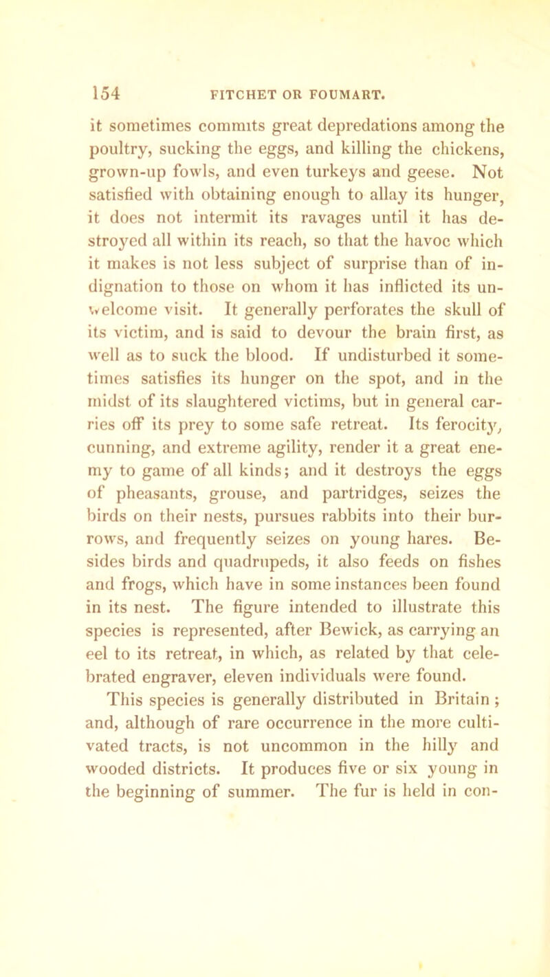 it sometimes commits great depredations among the poultry, sucking the eggs, and killing the chickens, grown-up fowls, and even turkeys and geese. Not satisfied with obtaining enough to allay its hunger, it does not intermit its ravages until it has de- stroyed all within its reach, so that the havoc which it makes is not less subject of surprise than of in- dignation to those on whom it has inflicted its un- welcome visit. It generally perforates the skull of its victim, and is said to devour the brain first, as well as to suck the blood. If undisturbed it some- times satisfies its hunger on the spot, and in the midst of its slaughtered victims, but in general car- ries off its prey to some safe retreat. Its ferocity, cunning, and extreme agility, render it a great ene- my to game of all kinds; and it destroys the eggs of pheasants, grouse, and partridges, seizes the birds on their nests, pursues rabbits into their bur- rows, and frequently seizes on young hares. Be- sides birds and quadrupeds, it also feeds on fishes and frogs, which have in some instances been found in its nest. The figure intended to illustrate this species is represented, after Bewick, as carrying an eel to its retreat, in which, as related by that cele- brated engraver, eleven individuals were found. This species is generally distributed in Britain ; and, although of rare occurrence in the more culti- vated tracts, is not uncommon in the hilly and wooded districts. It produces five or six young in the beginning of summer. The fur is held in con-