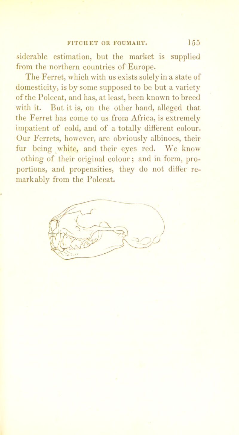 siderable estimation, but the market is supplied from the northern countries of Europe. The Ferret, which with us exists solely in a state of domesticity, is by some supposed to be but a variety of the Polecat, and has, at least, been known to breed with it. But it is, on the other hand, alleged that the Ferret has come to us from Africa, is extremely impatient of cold, and of a totally different colour. Our Ferrets, however, are obviously albinoes, their fur being white, and their eyes red. We know othing of their original colour; and in form, pro- portions, and propensities, they do not differ re- markably from the Polecat.