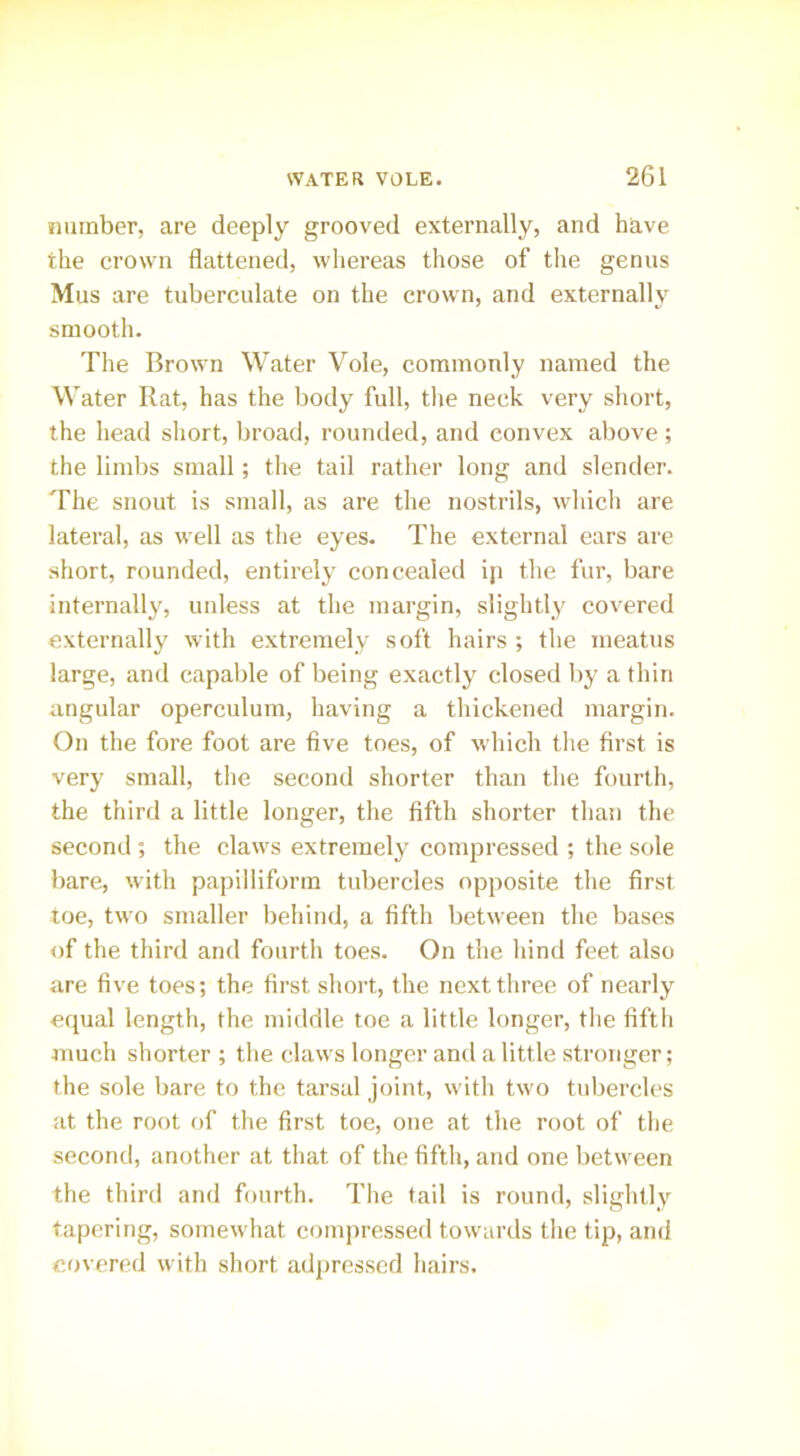 number, are deeply grooved externally, and have the crown flattened, whereas those of the genus Mus are tuberculate on the crown, and externally smooth. The Brown Water Vole, commonly named the Water Rat, has the body full, the neck very short, the head short, broad, rounded, and convex above ; the limbs small; the tail rather long and slender. The snout is small, as are the nostrils, which are lateral, as well as the eyes. The external ears are short, rounded, entirely concealed ip the fur, bare internally, unless at the margin, slightly covered externally with extremely soft hairs ; the meatus large, and capable of being exactly closed by a thin angular operculum, having a thickened margin. On the fore foot are five toes, of which the first is very small, the second shorter than the fourth, the third a little longer, the fifth shorter than the second ; the claws extremely compressed ; the sole bare, with papilliform tubercles opposite the first toe, two smaller behind, a fifth between the bases of the third and fourth toes. On the hind feet also are five toes; the first short, the next three of nearly equal length, the middle toe a little longer, the fifth much shorter ; the claws longer and a little stronger; the sole bare to the tarsal joint, with two tubercles at the root of the first toe, one at the root of the second, another at that of the fifth, and one between the third and fourth. The tail is round, slightly tapering, somewhat compressed towards the tip, and covered with short adpressed hairs.