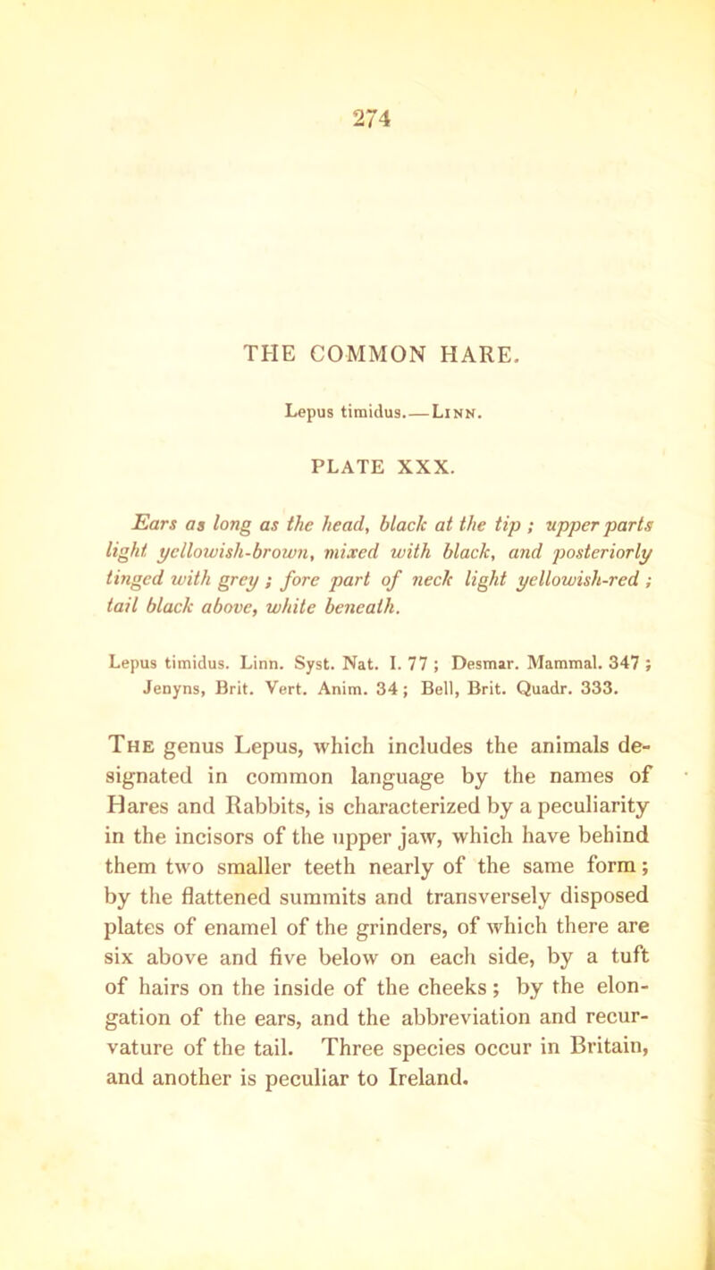 THE COMMON HARE. Lepus timidus Linn. PLATE XXX. Ears as long as the head, black at the tip ; upper parts light yellowish-brown, mixed with black, and posteriorly tinged with grey ; fore part of neck light yellowish-red ; tail black above, white beneath. Lepus timidus. Linn. Syst. Nat. I. 77 ; Desmar. Mammal. 347 ; Jenyns, Brit. Vert. Anim. 34; Bell, Brit. Quadr. 333. The genus Lepus, which includes the animals de- signated in common language by the names of Hares and Rabbits, is characterized by a peculiarity in the incisors of the upper jaw, which have behind them two smaller teeth nearly of the same form; by the flattened summits and transversely disposed plates of enamel of the grinders, of which there are six above and five below on each side, by a tuft of hairs on the inside of the cheeks; by the elon- gation of the ears, and the abbreviation and recur- vature of the tail. Three species occur in Britain, and another is peculiar to Ireland.